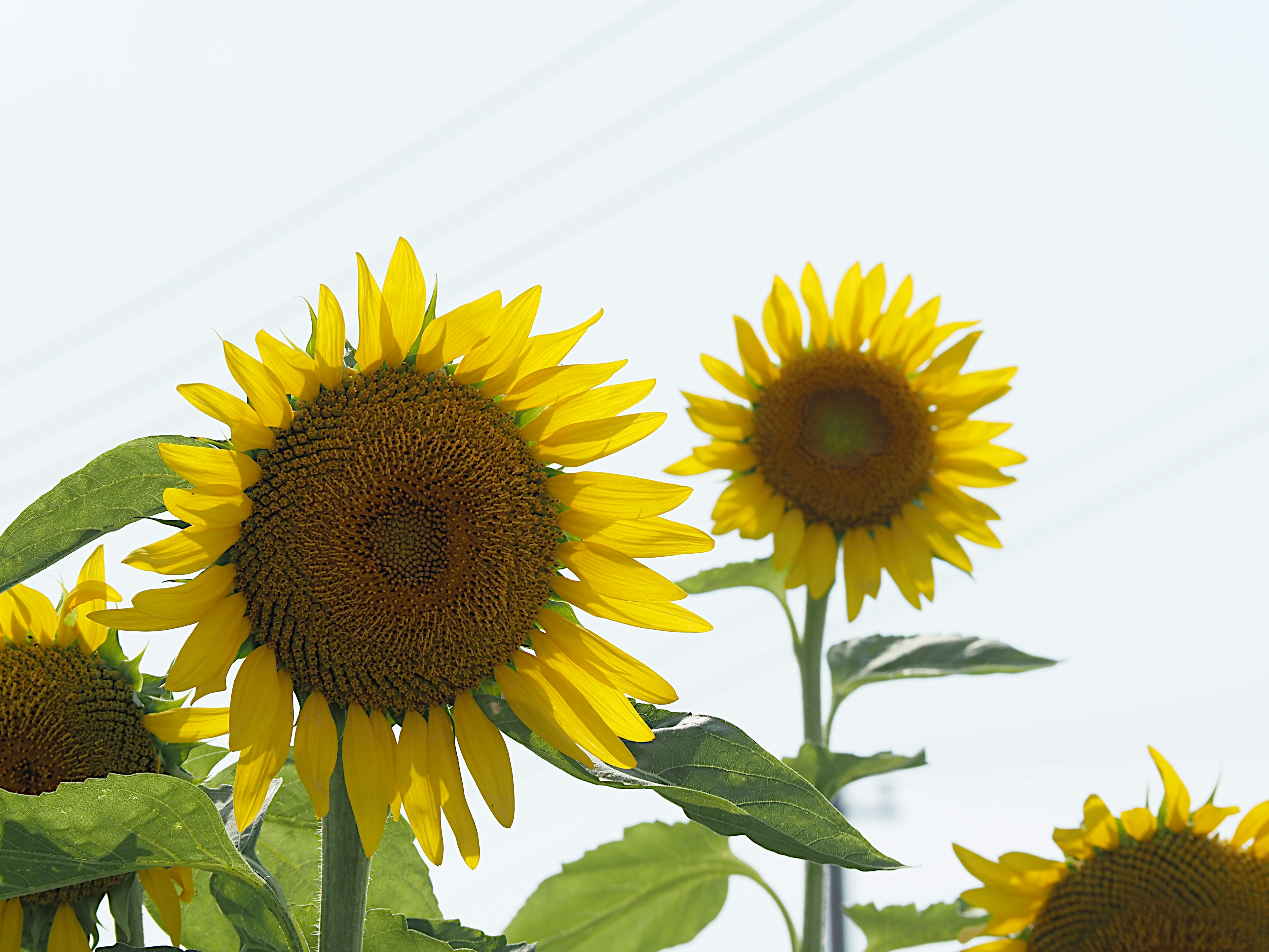 Helle Sonnenblumen in Blüte mit gelben Blütenblättern und grünen Blättern