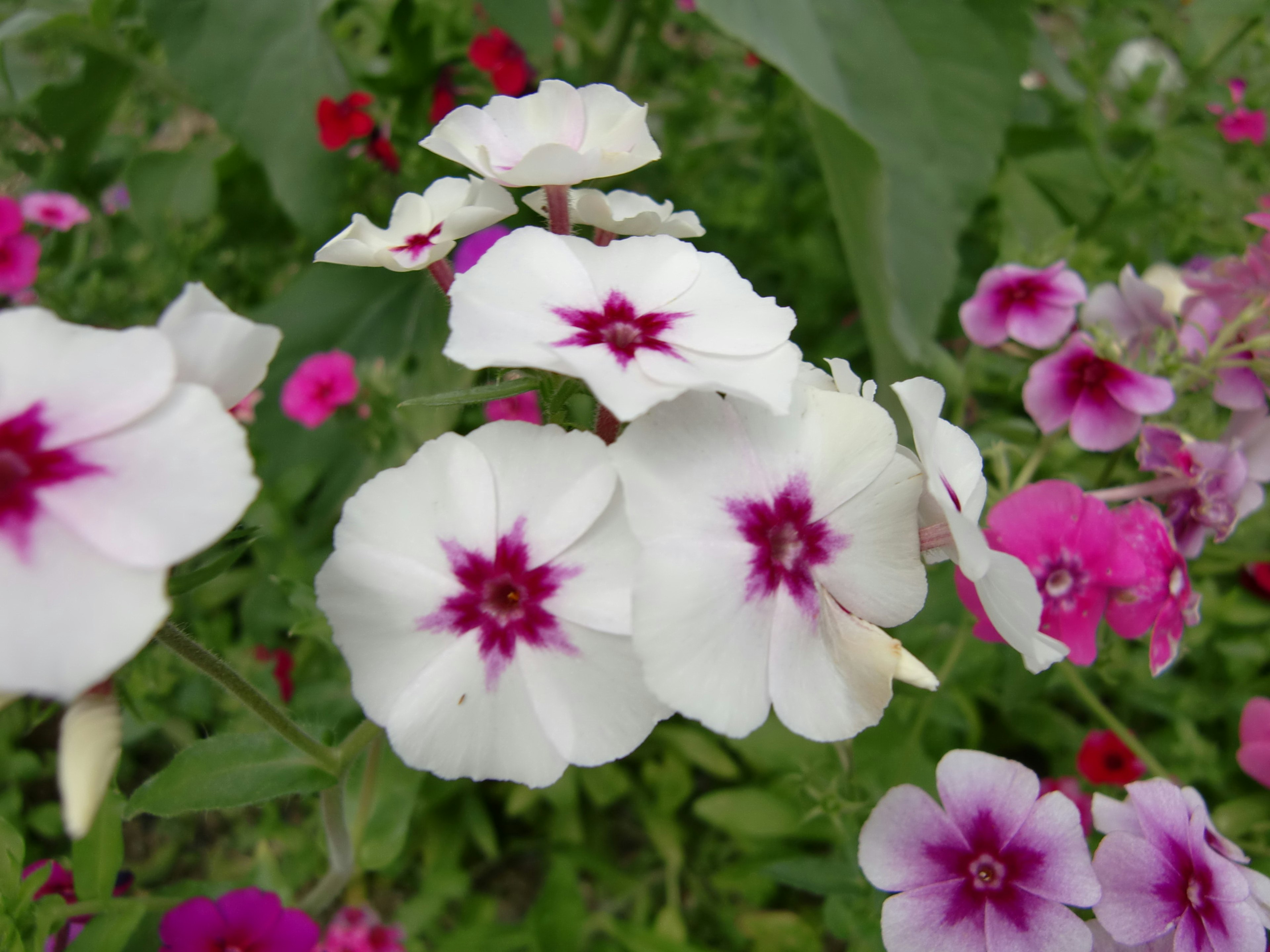 A garden scene with white and pink flowers blooming