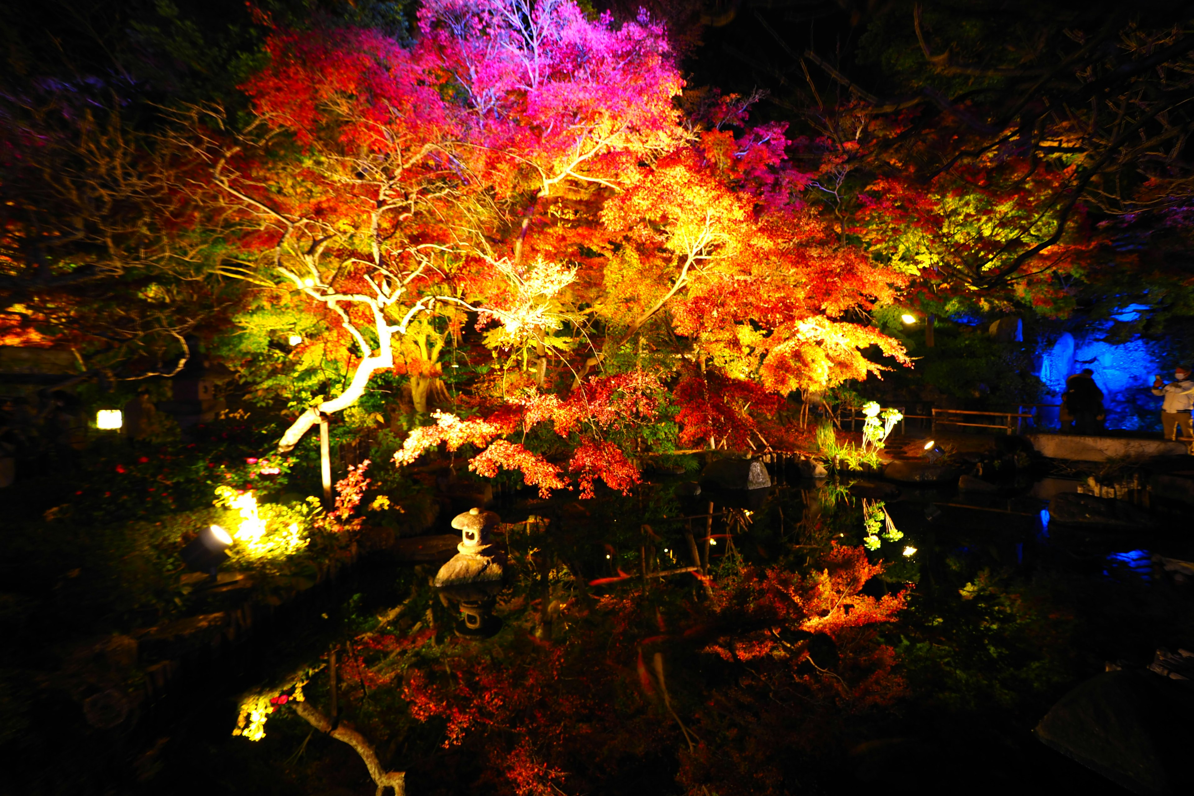 Colorful autumn leaves tree with reflection on still water