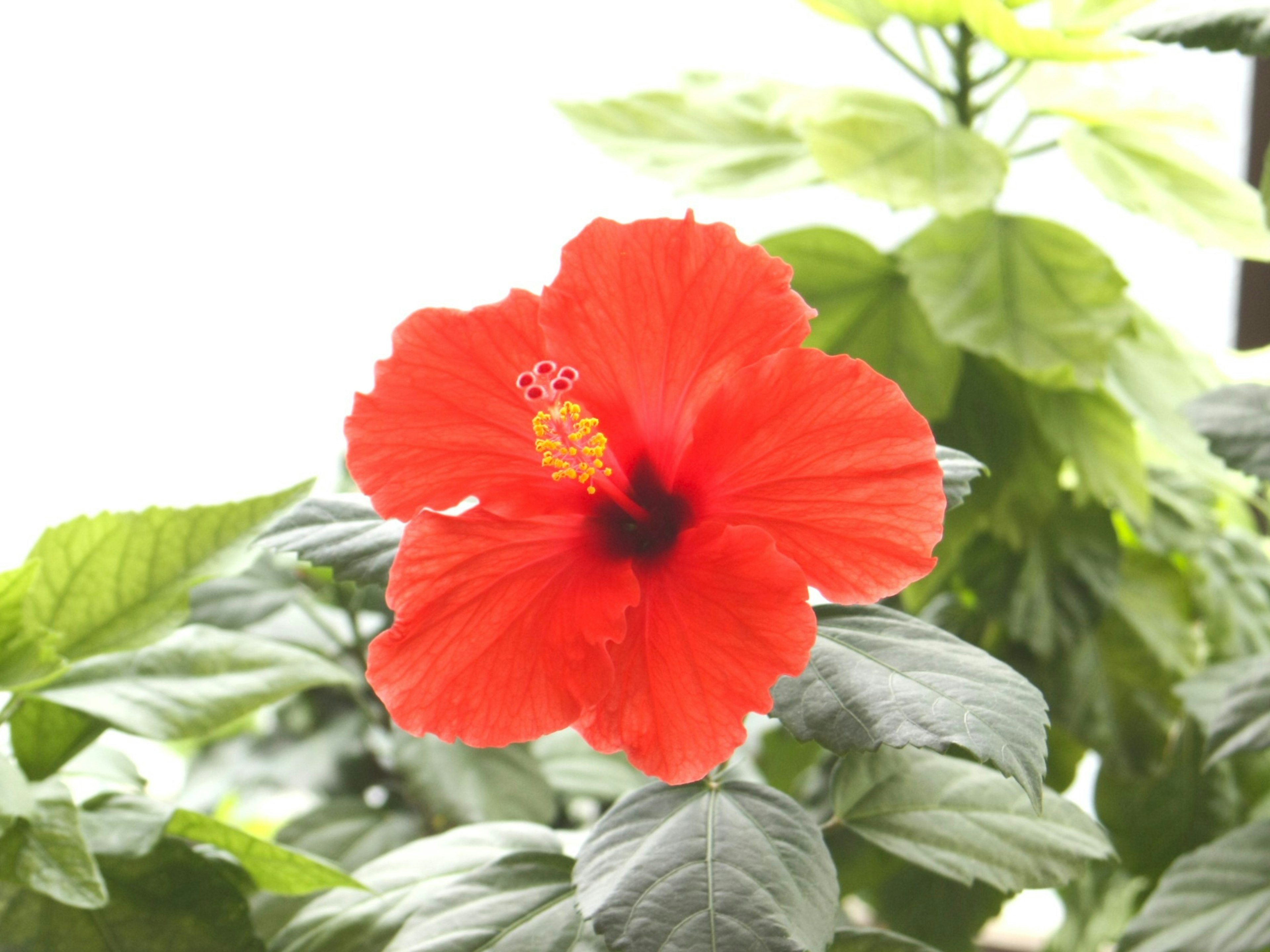 Flor de hibisco rojo vibrante con hojas verdes