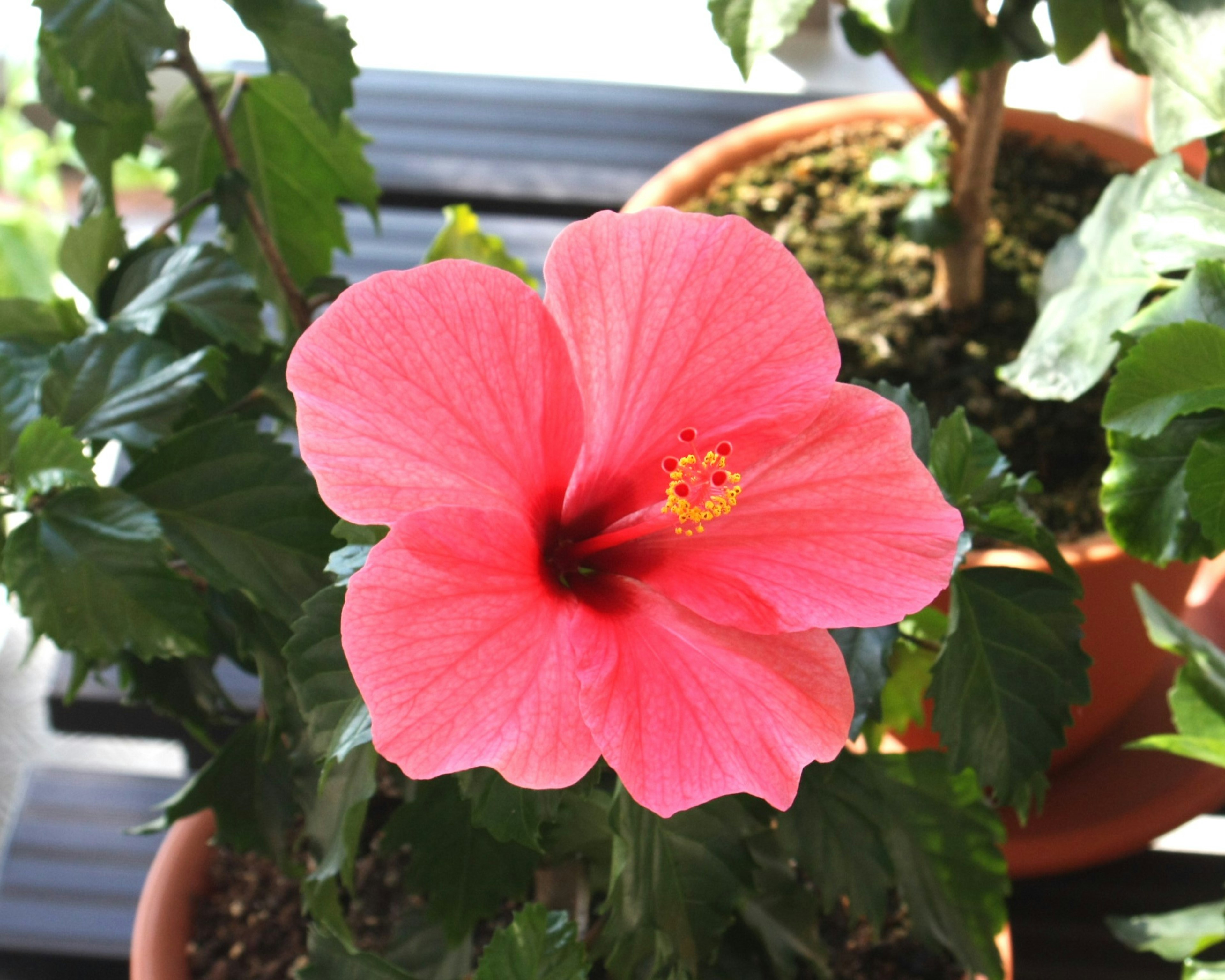 Bunga hibiscus pink cerah mekar di antara tanaman pot