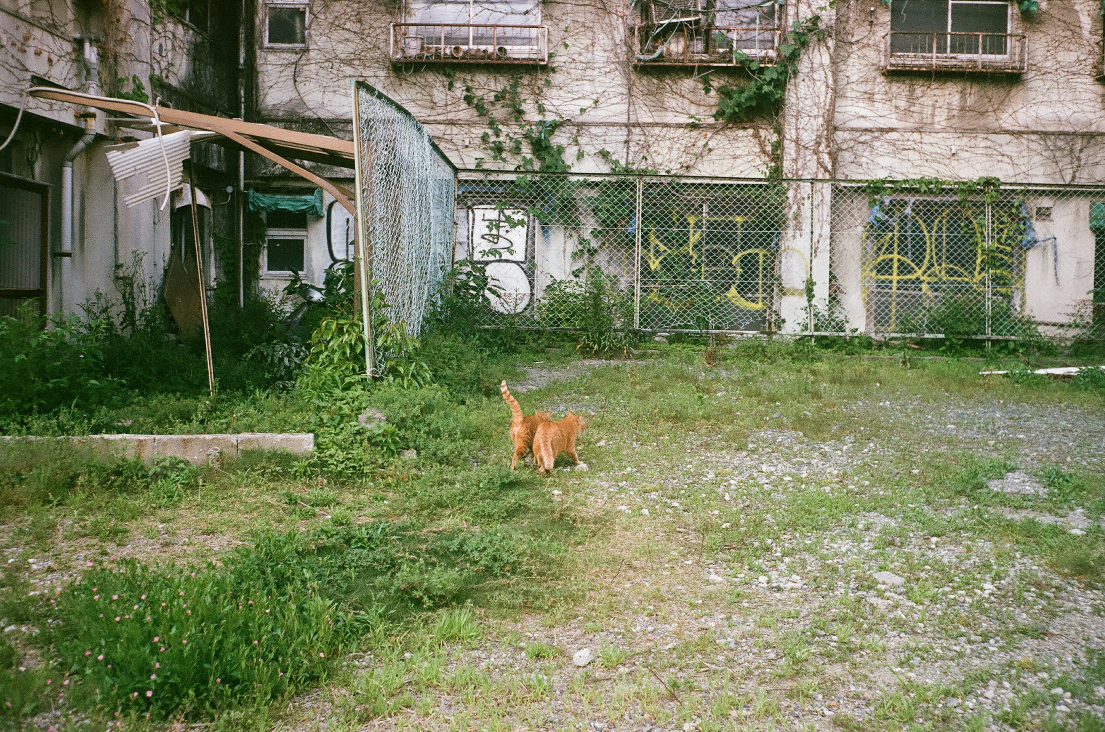 Orange cat walking in overgrown grass near a rundown building