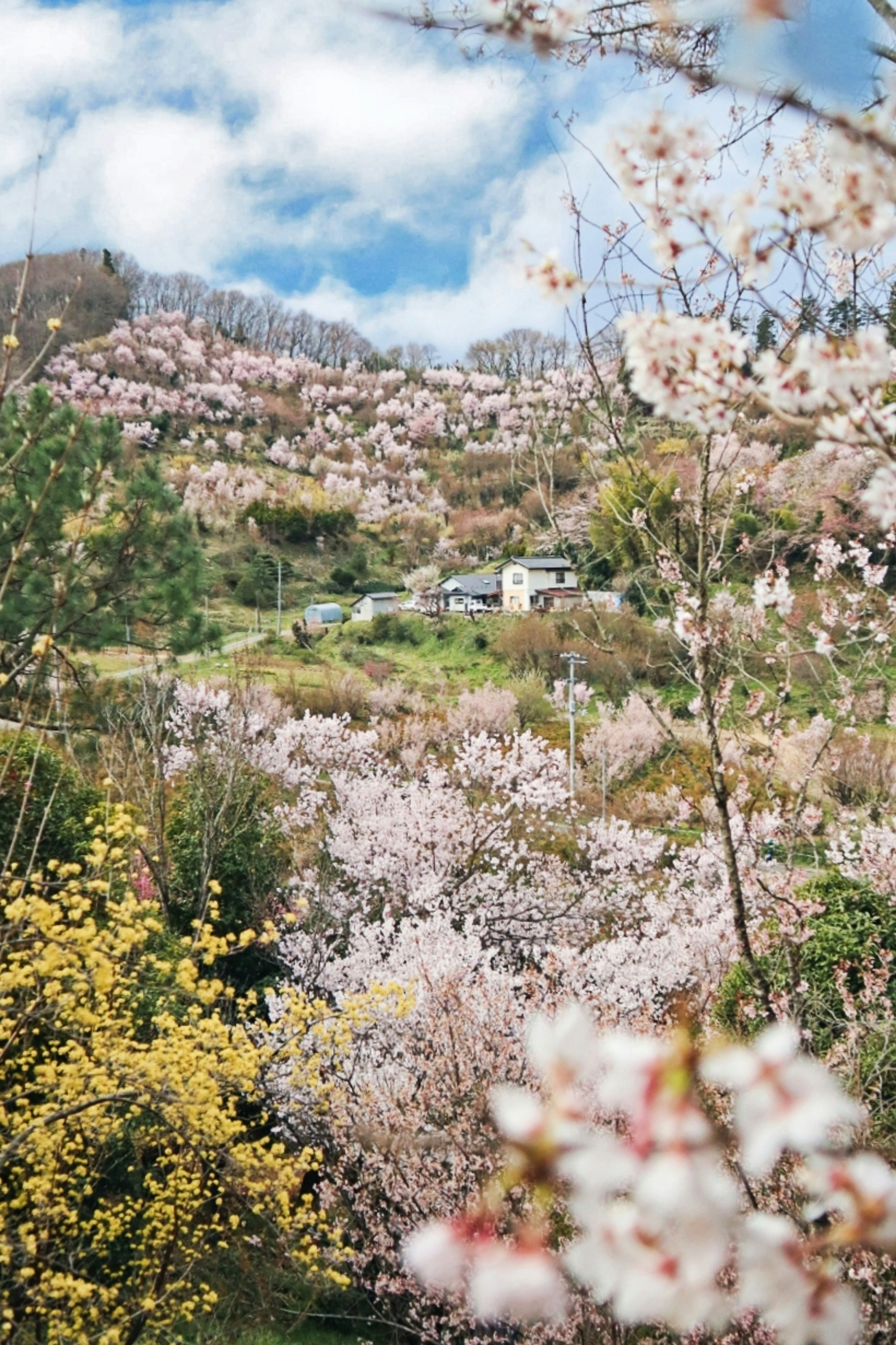 Vista panoramica di ciliegi in fiore su colline sotto un cielo azzurro