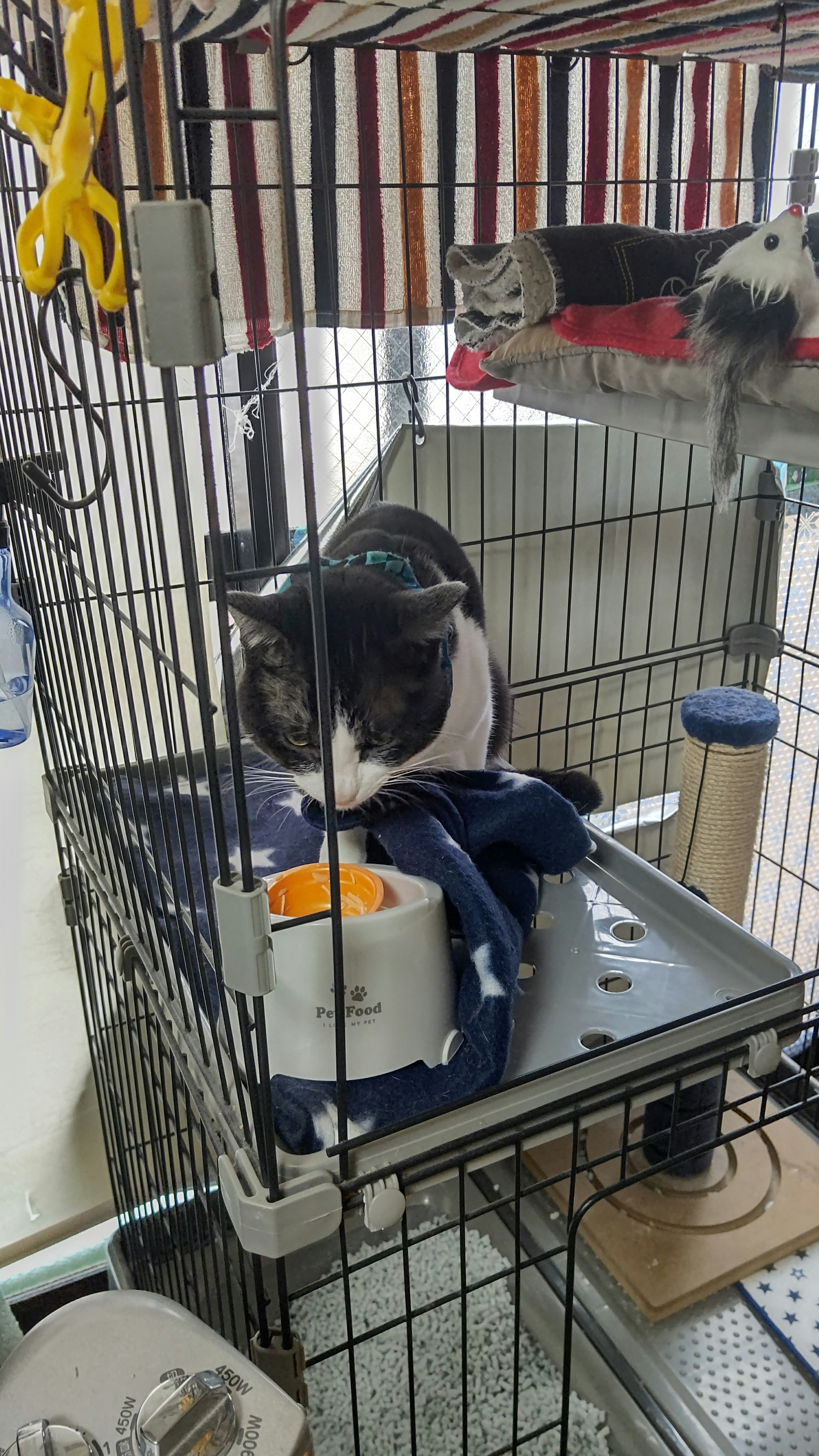 Black and white cat eating in a cage