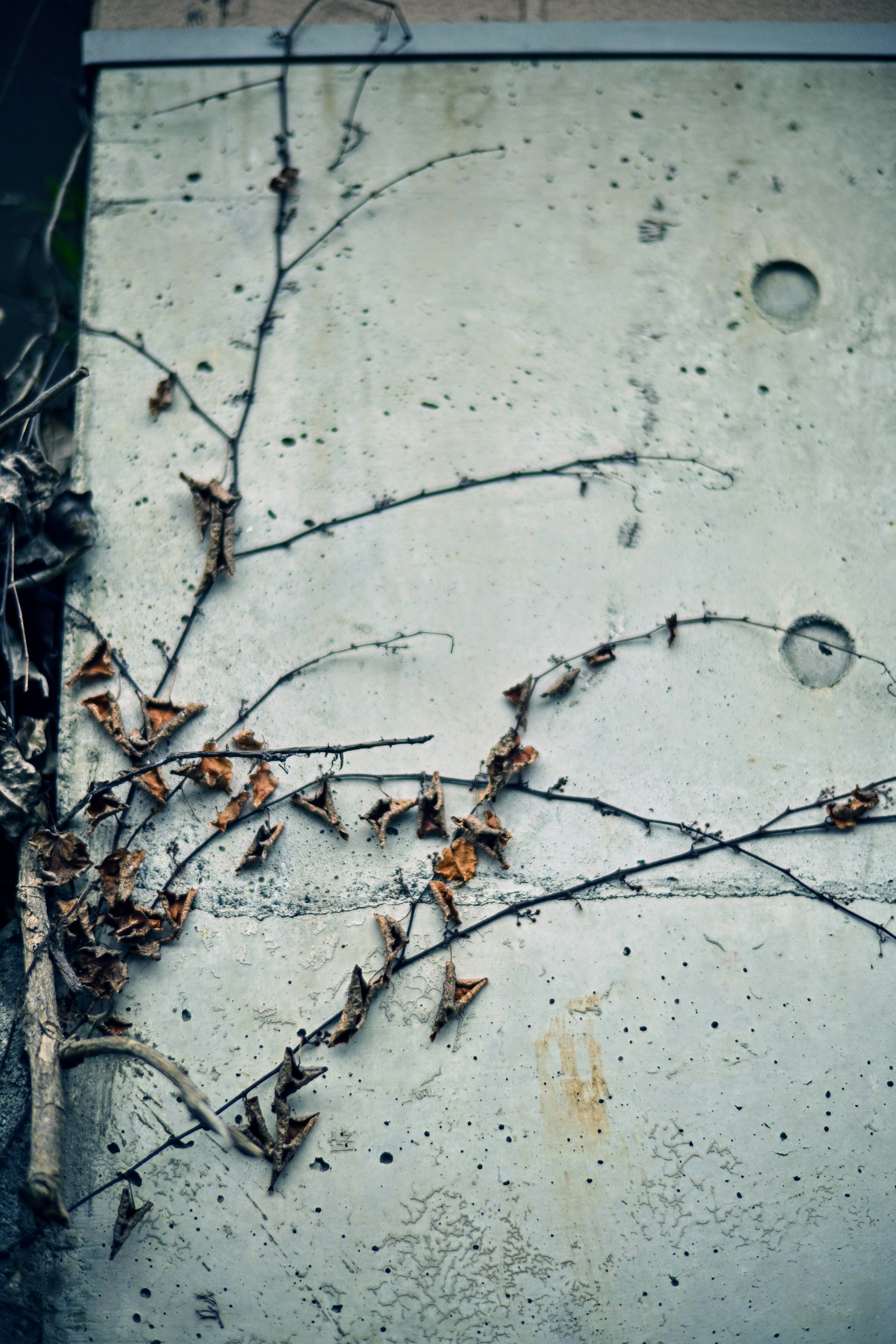 Branches de vigne sèches enlacées sur un mur en béton