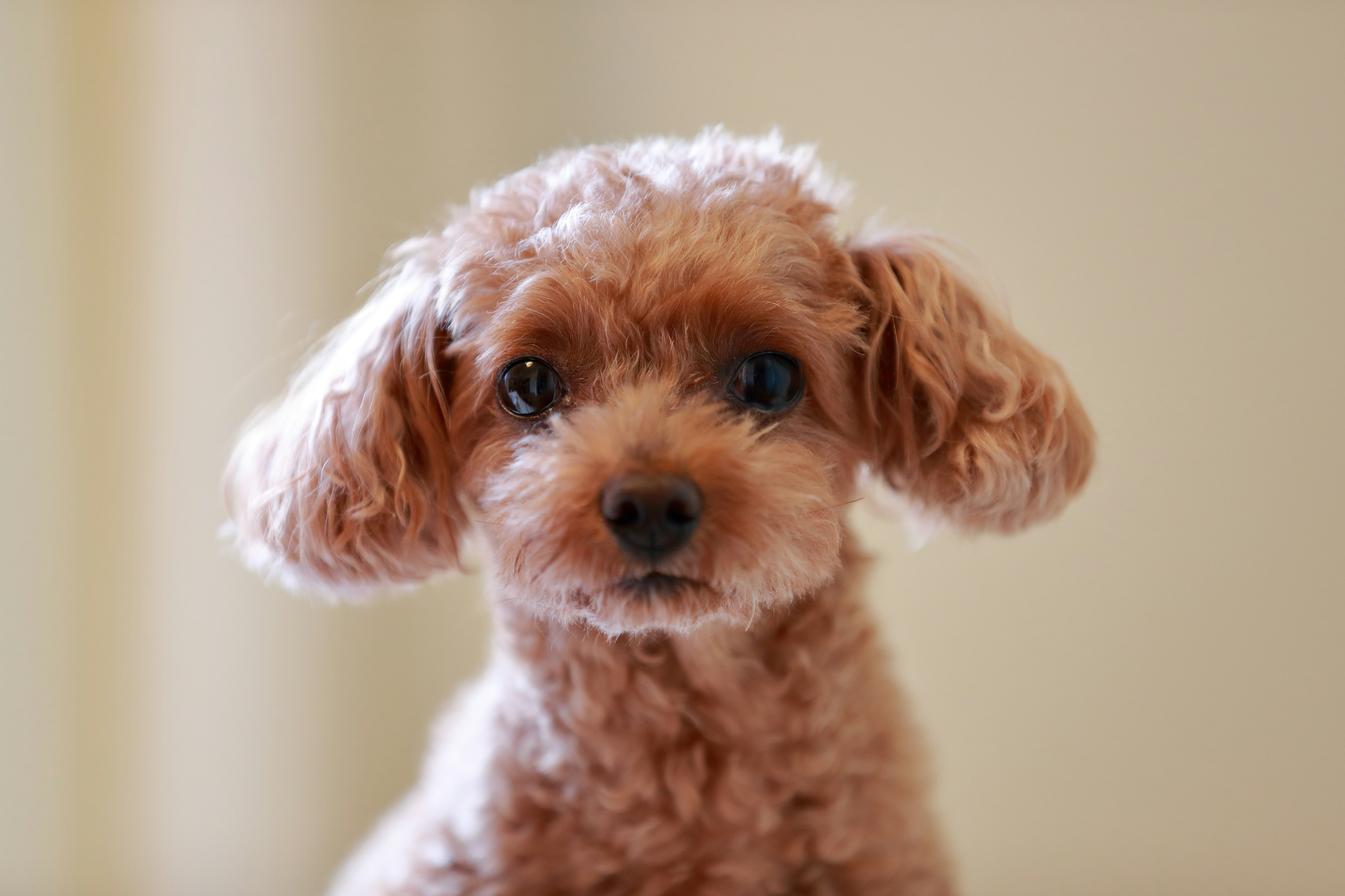 Cara de un pequeño perro marrón con orejas lindas y ojos grandes