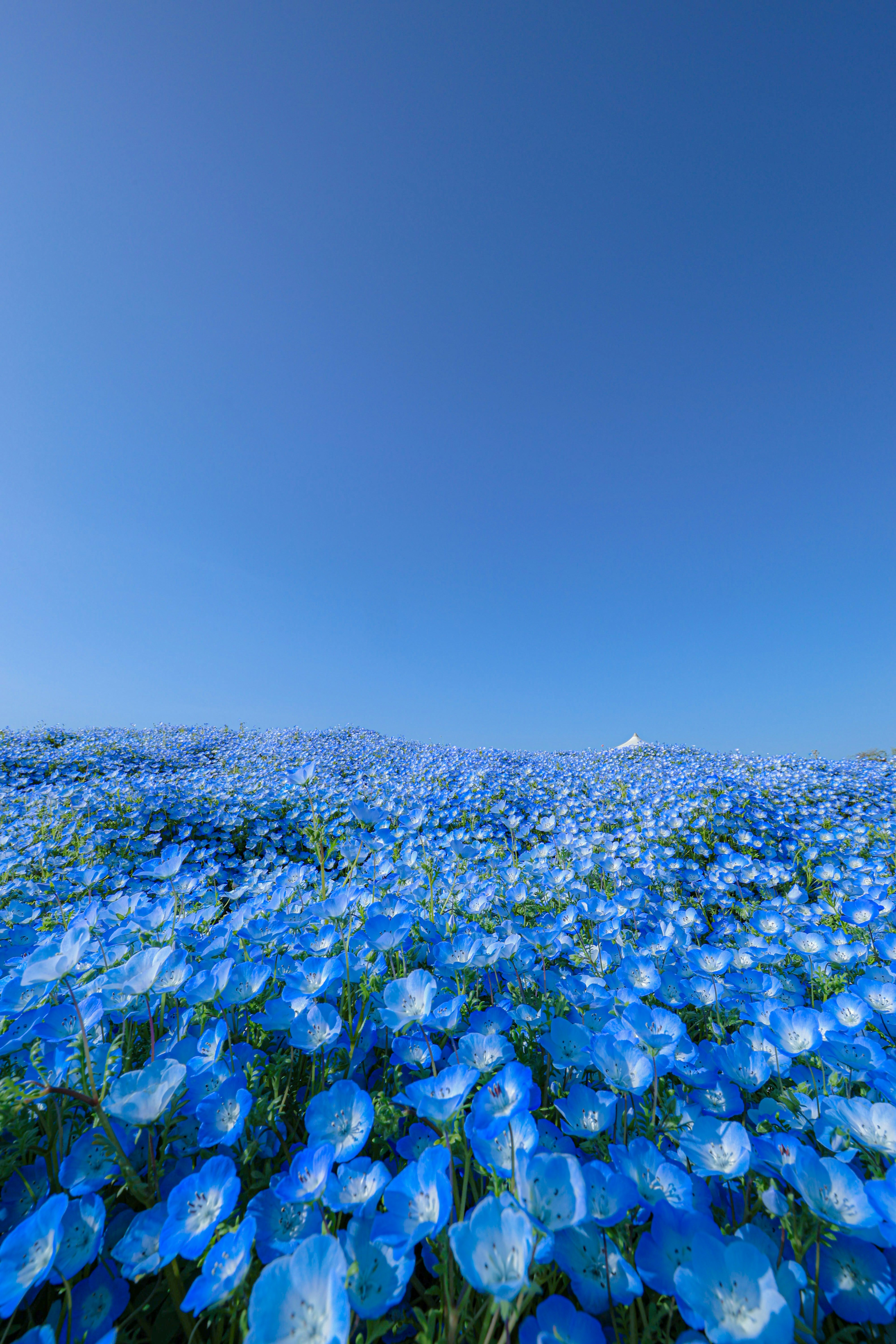 青い花畑と青空の美しい風景