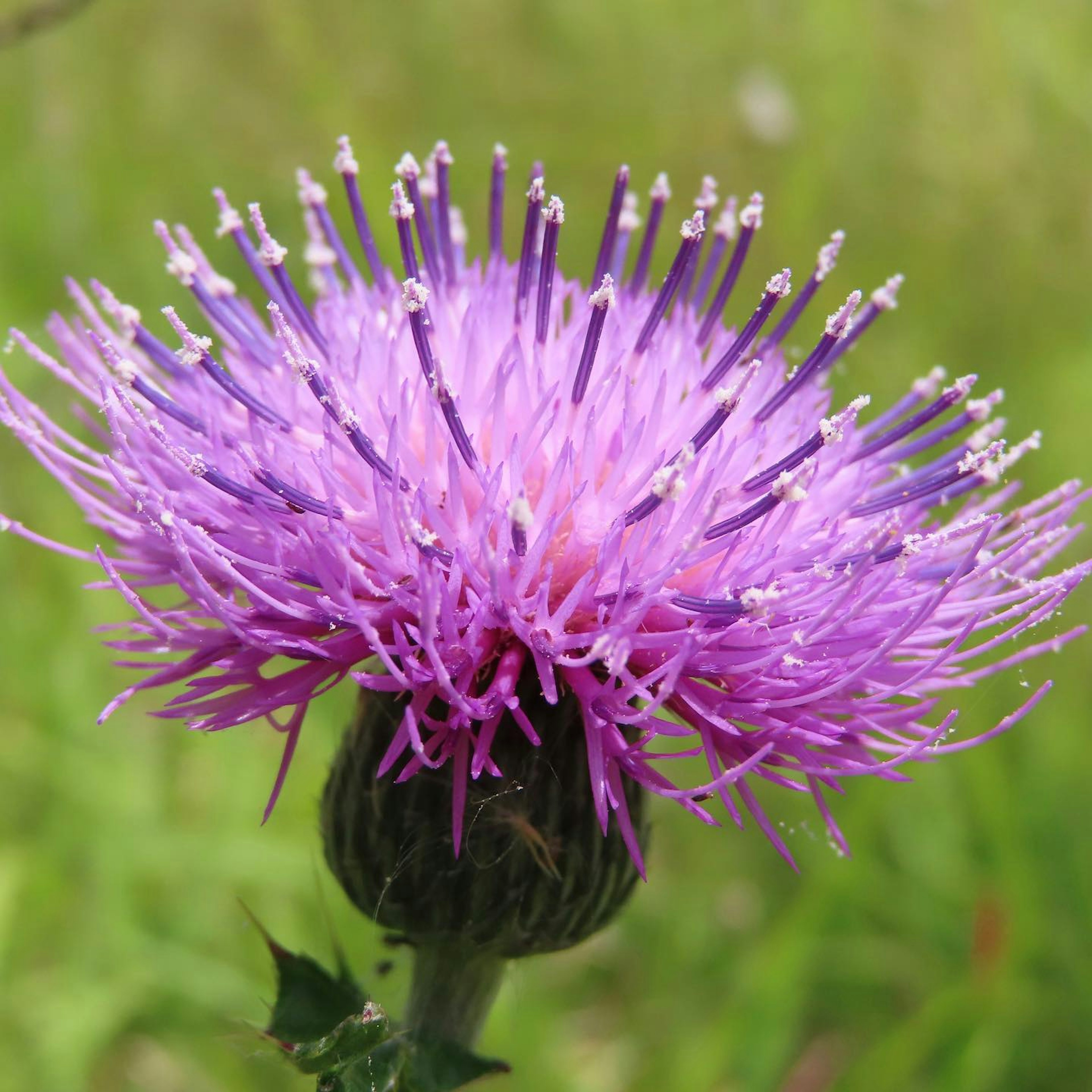 Primer plano de una planta con flores moradas