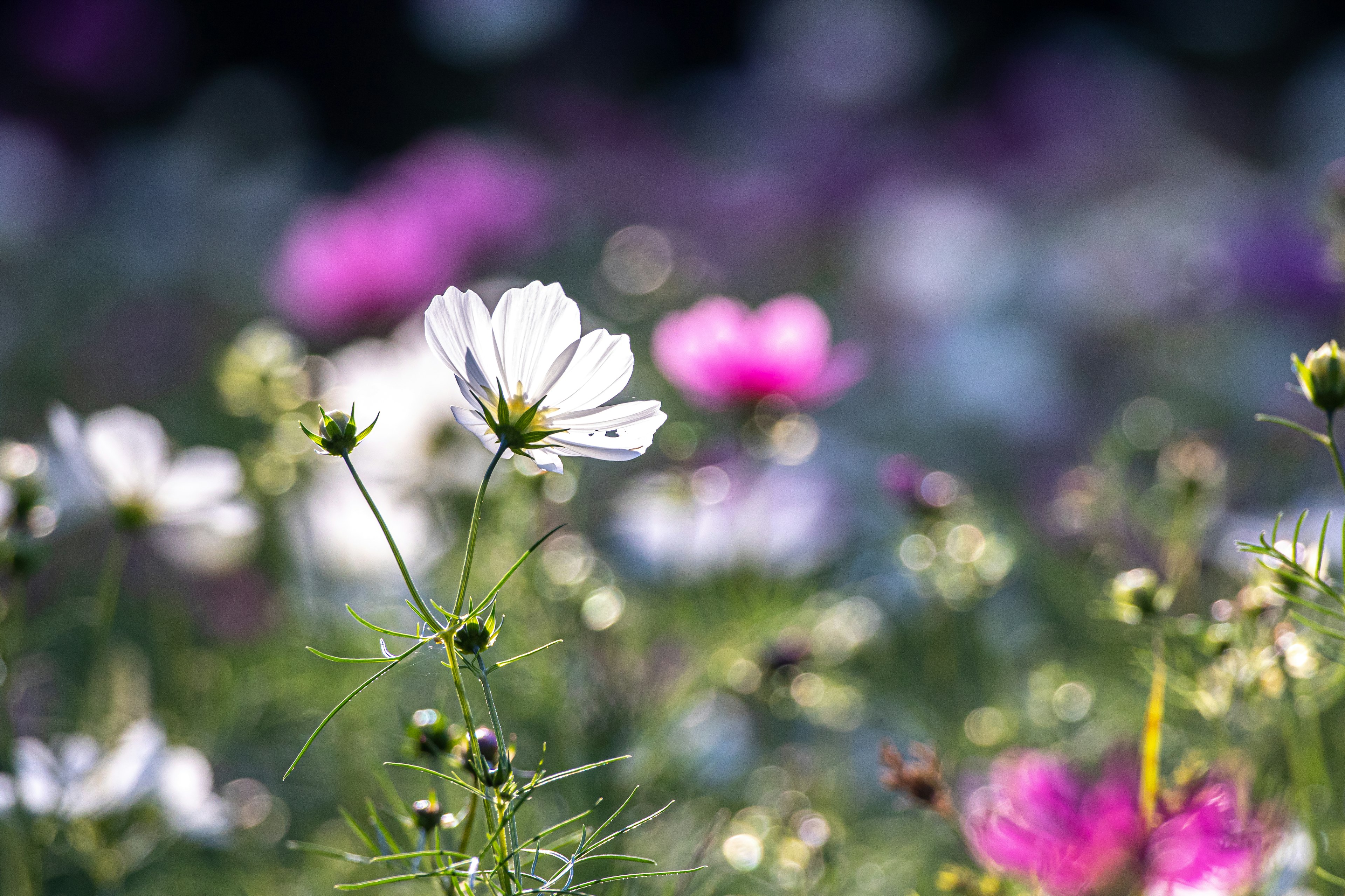 ทุ่งดอกไม้ที่มีชีวิตชีวาพร้อมดอกไม้สีขาวและสีชมพูและพื้นหลังเบลอ