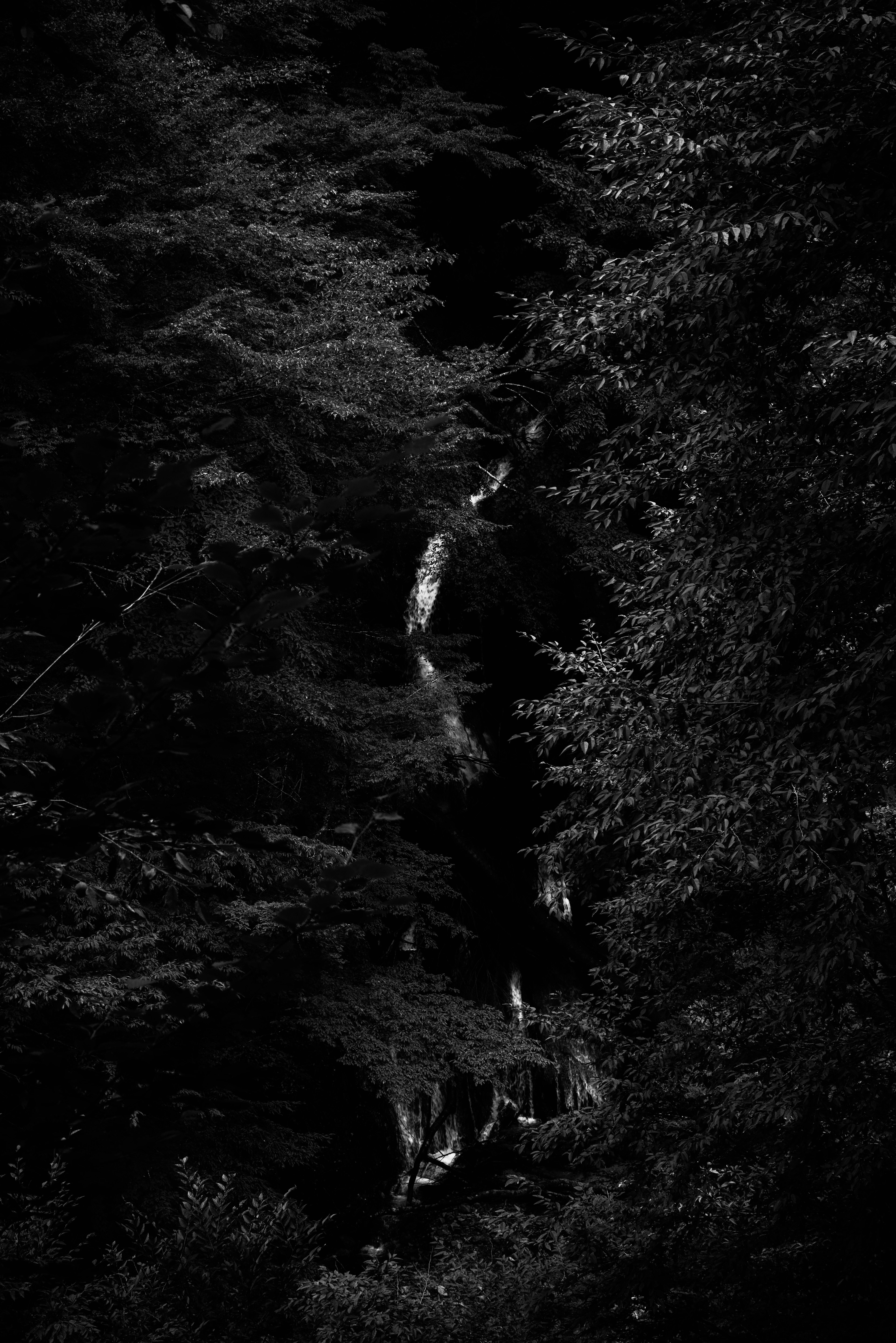 Image d'une cascade s'écoulant à travers une forêt sombre