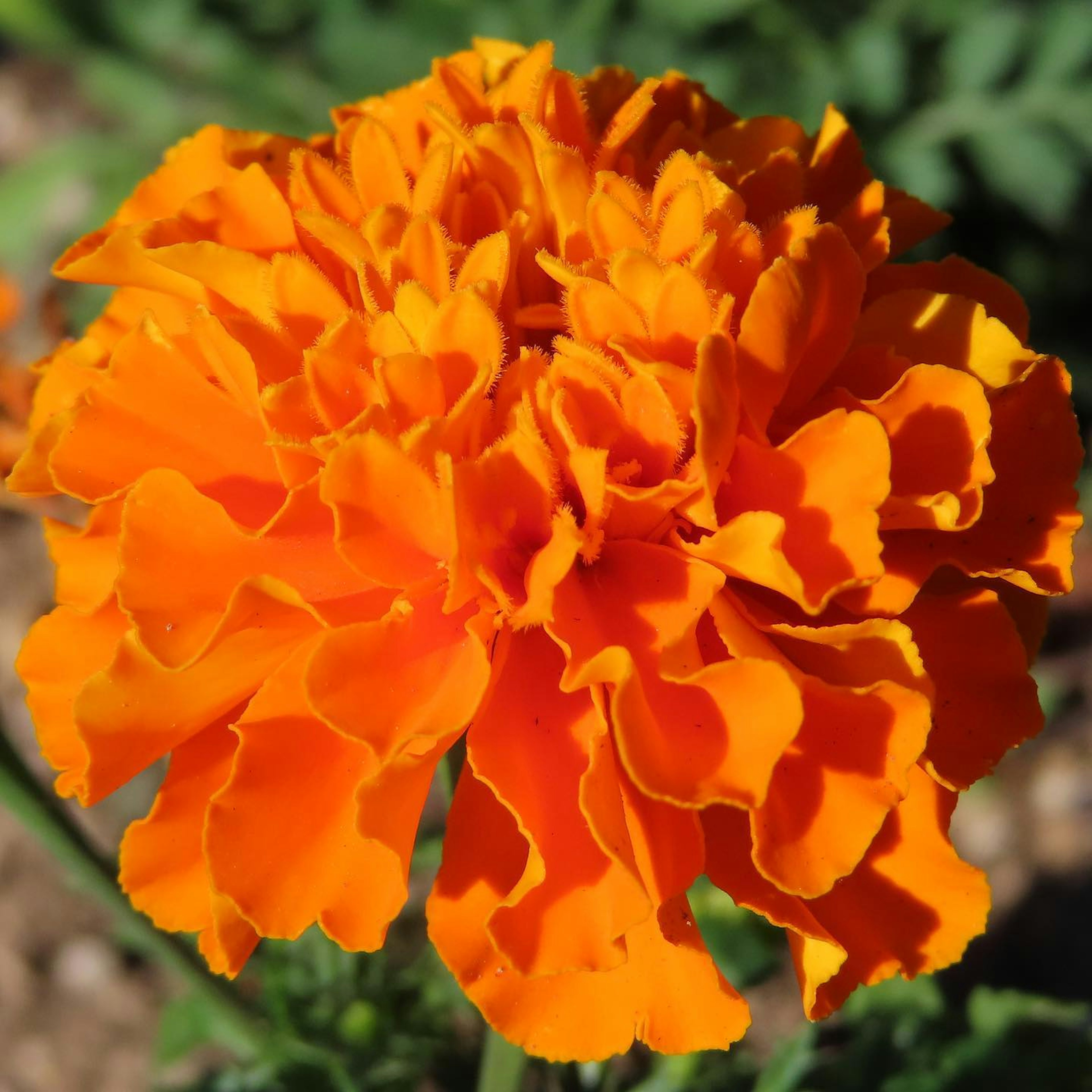 Vibrant orange marigold flower blooming