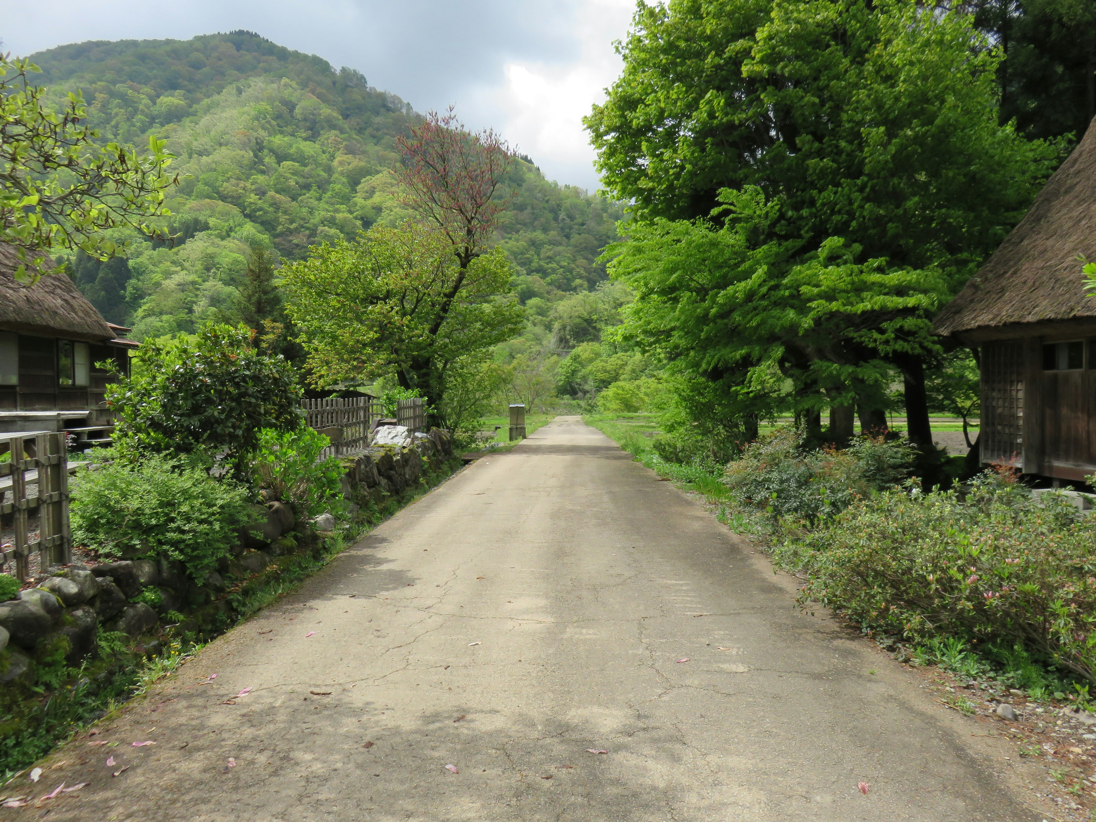 风景如画的土路两旁有绿树和传统房屋