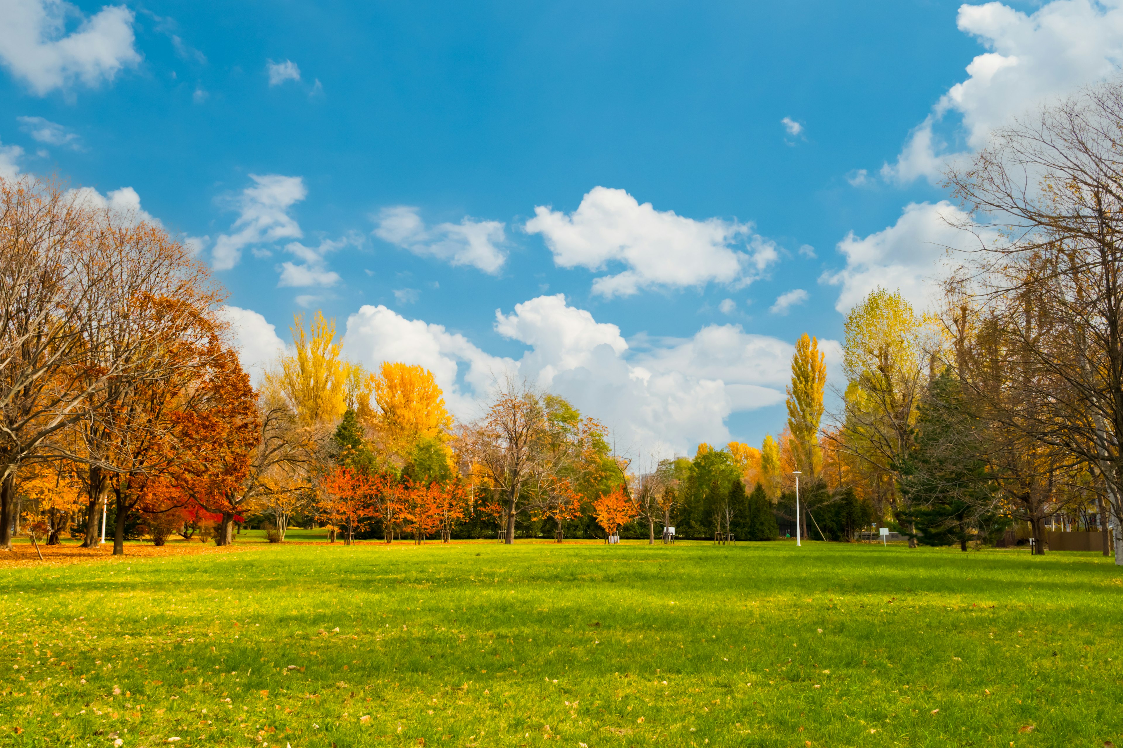 Une scène de parc pittoresque en automne avec des arbres vibrants et une pelouse verte sous un ciel bleu