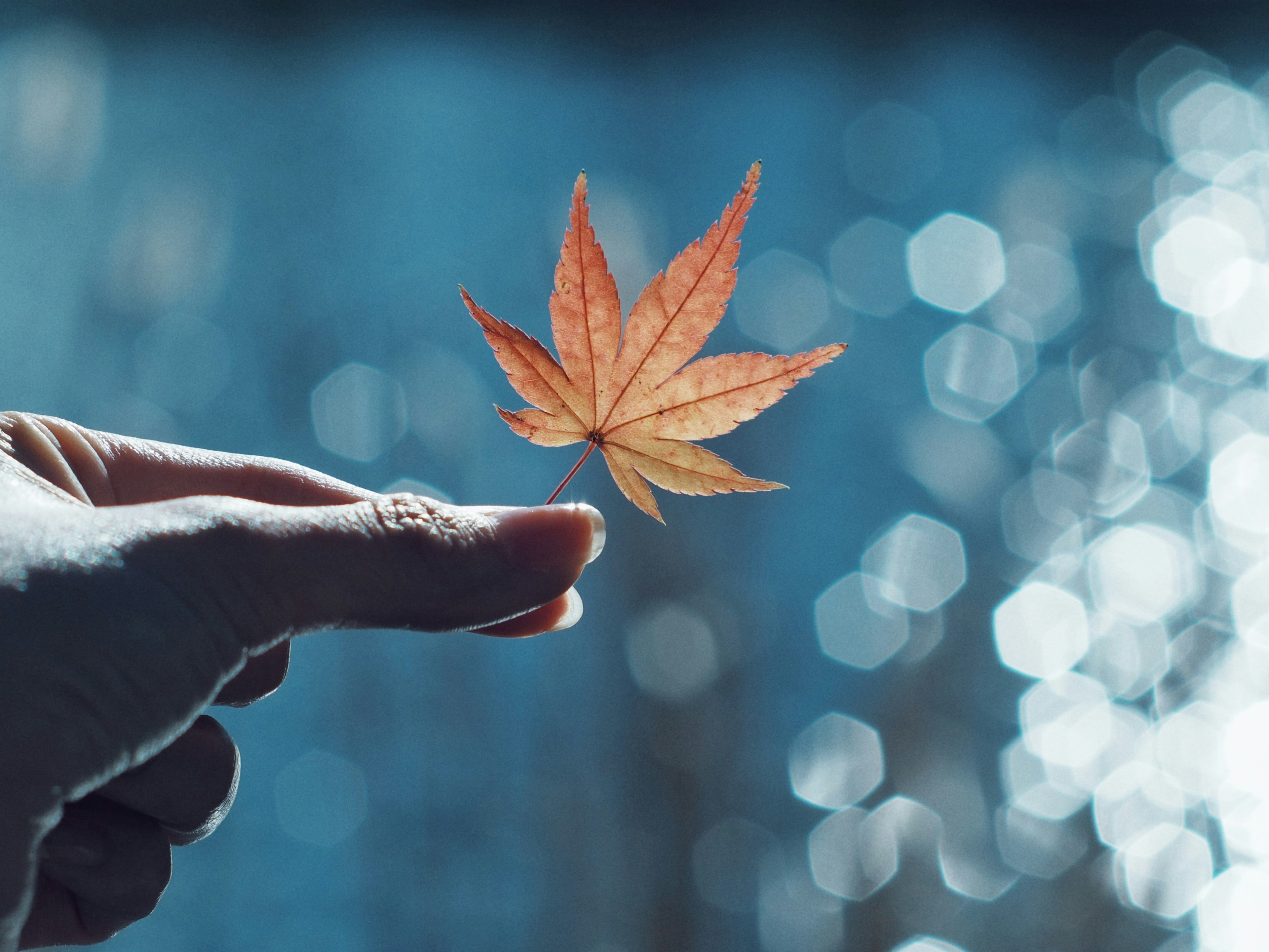 水面の反射の前で手に持たれた紅葉の葉