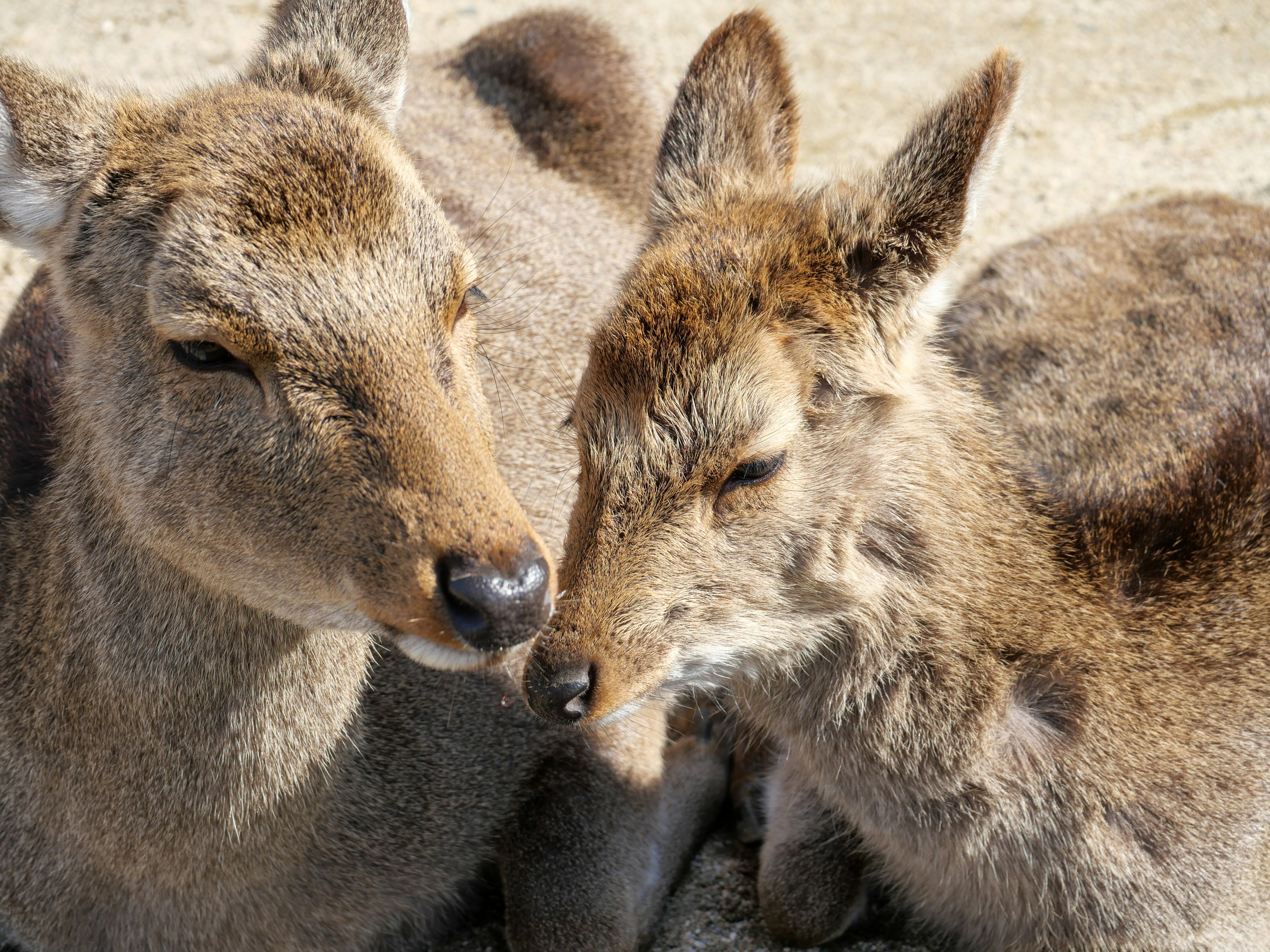 Two deer nuzzling together in a warm moment