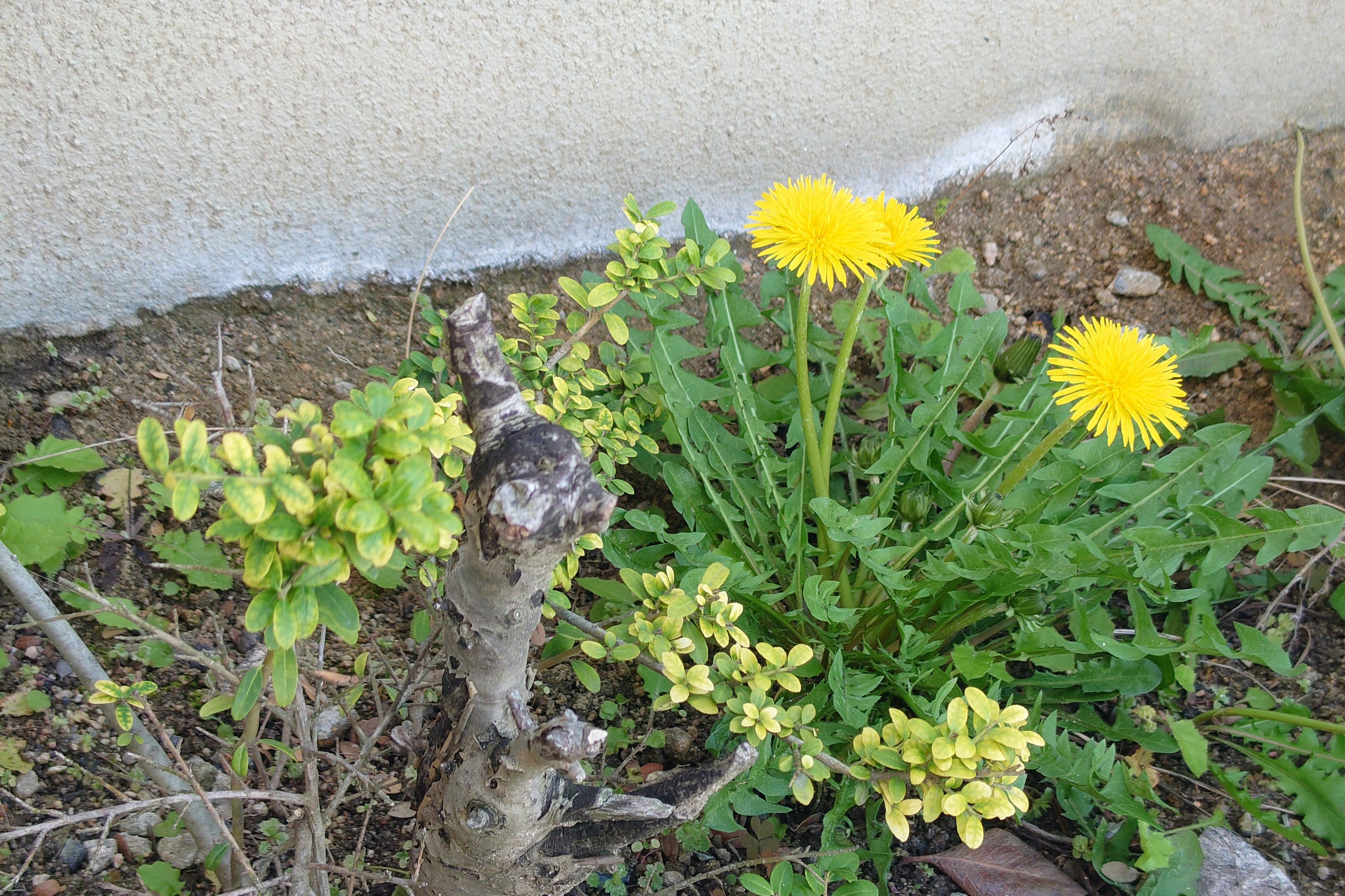 Sebuah sudut taman dengan dandelion kuning dan daun hijau