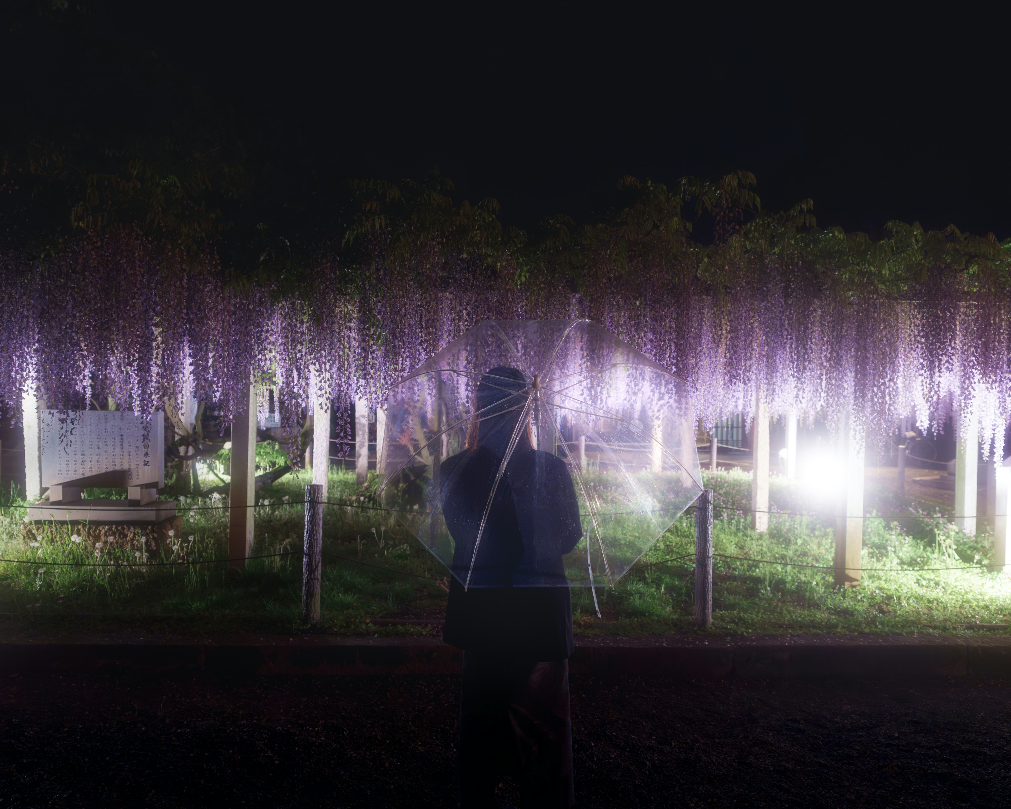 Una hermosa escena nocturna de flores de glicinia iluminadas con una persona de pie en el fondo