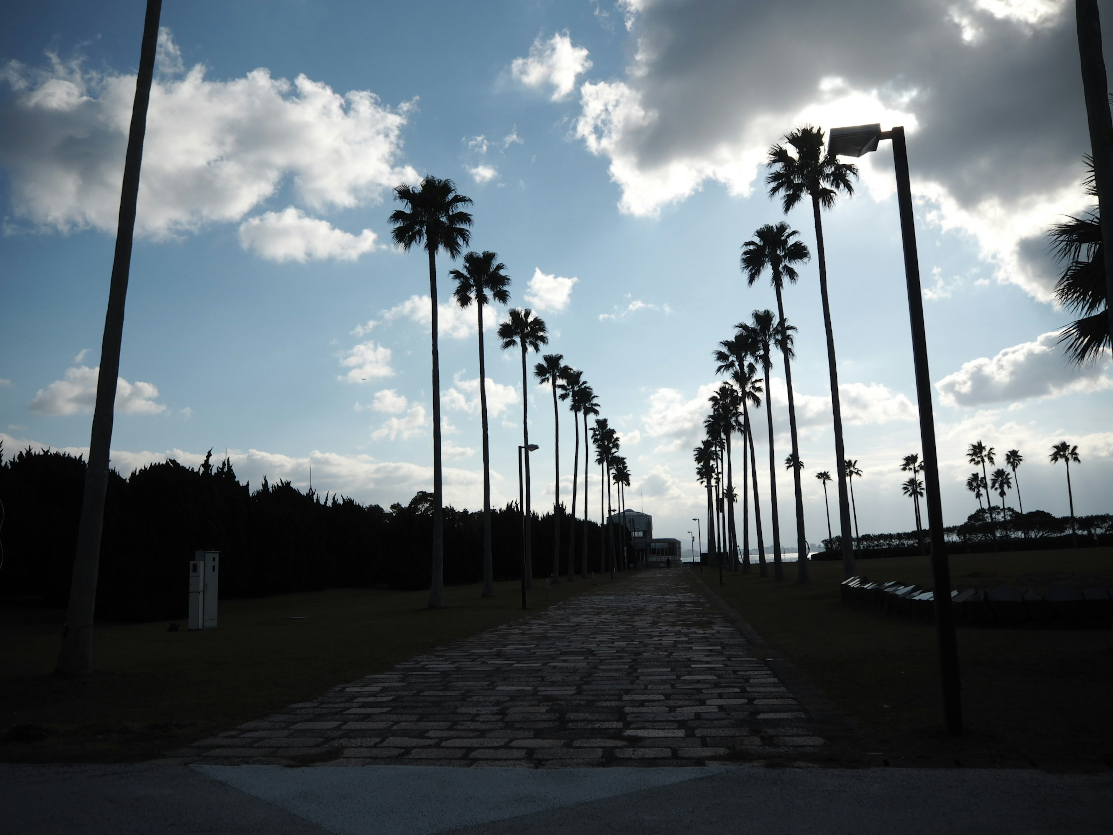 Palm trees lined along a stone pathway under a blue sky