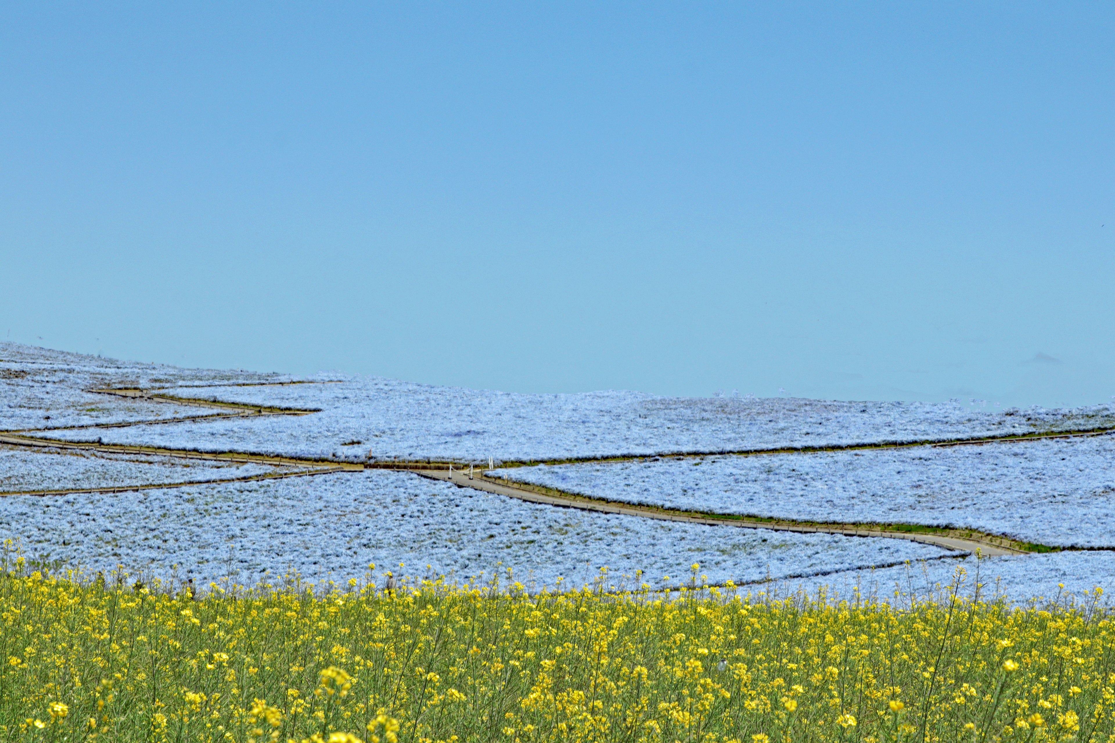 Paisaje de flores amarillas en primer plano y campos de flores azules bajo un cielo despejado