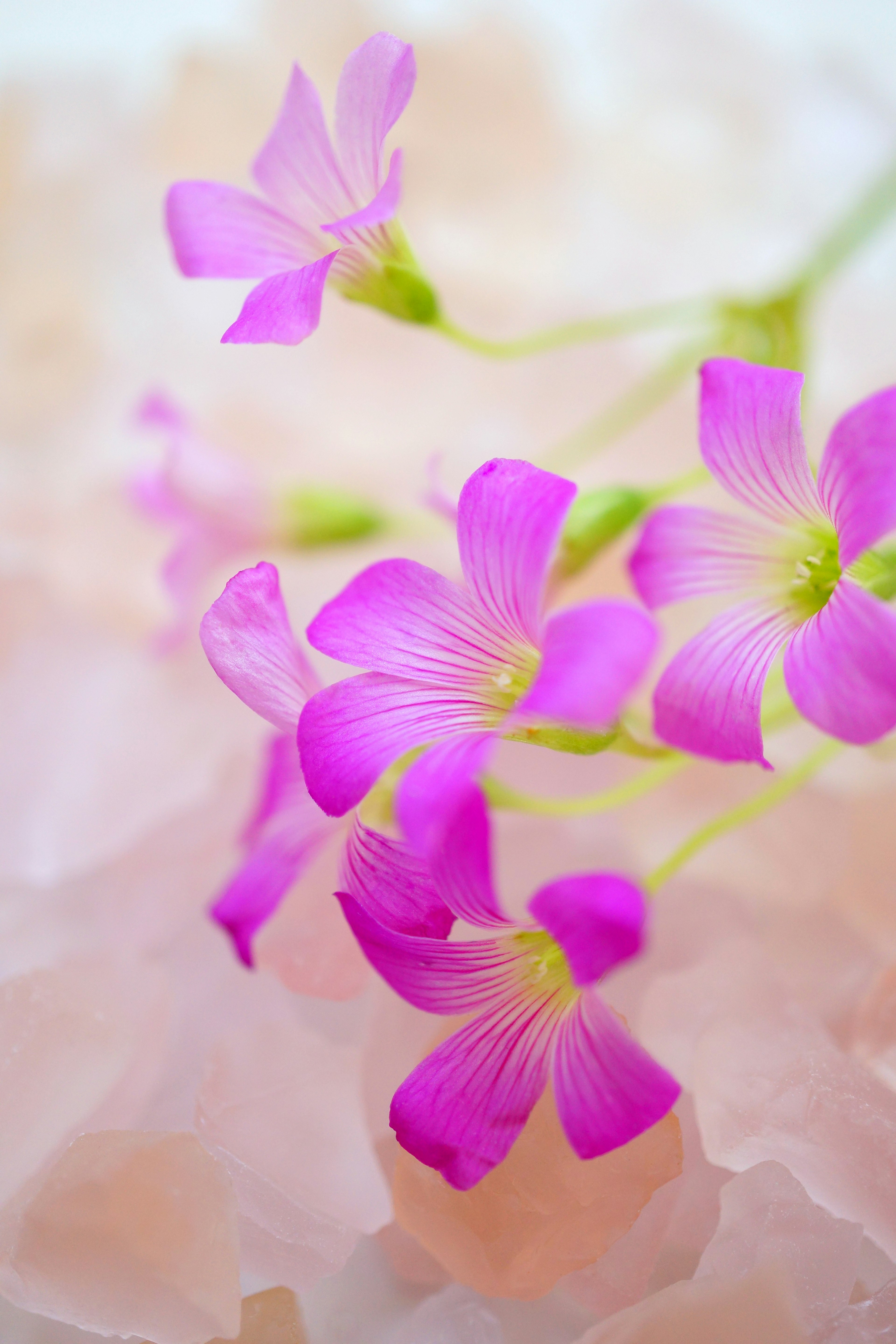 Acercamiento de flores moradas sobre un fondo rosa suave