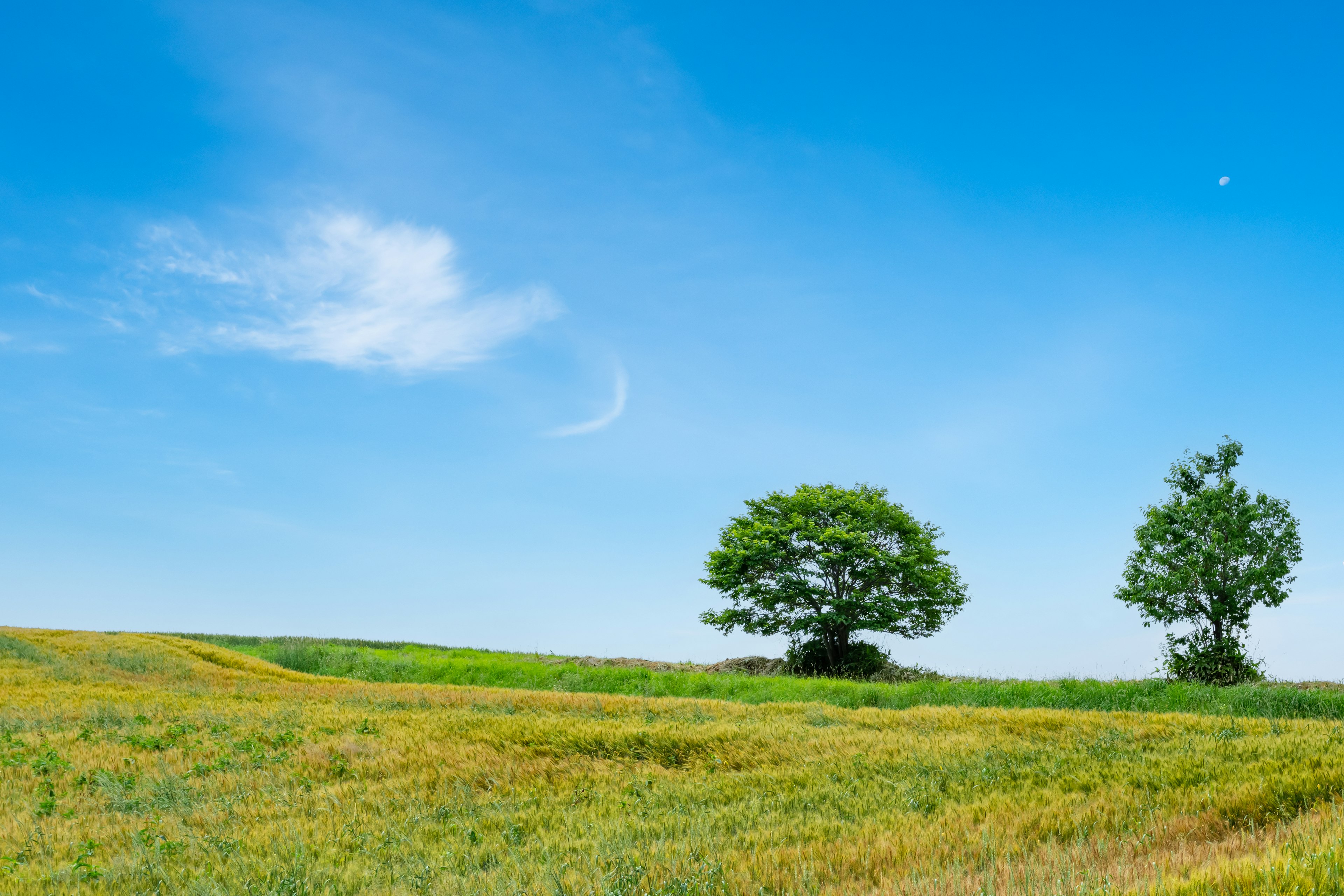 Green meadow under a blue sky with two trees