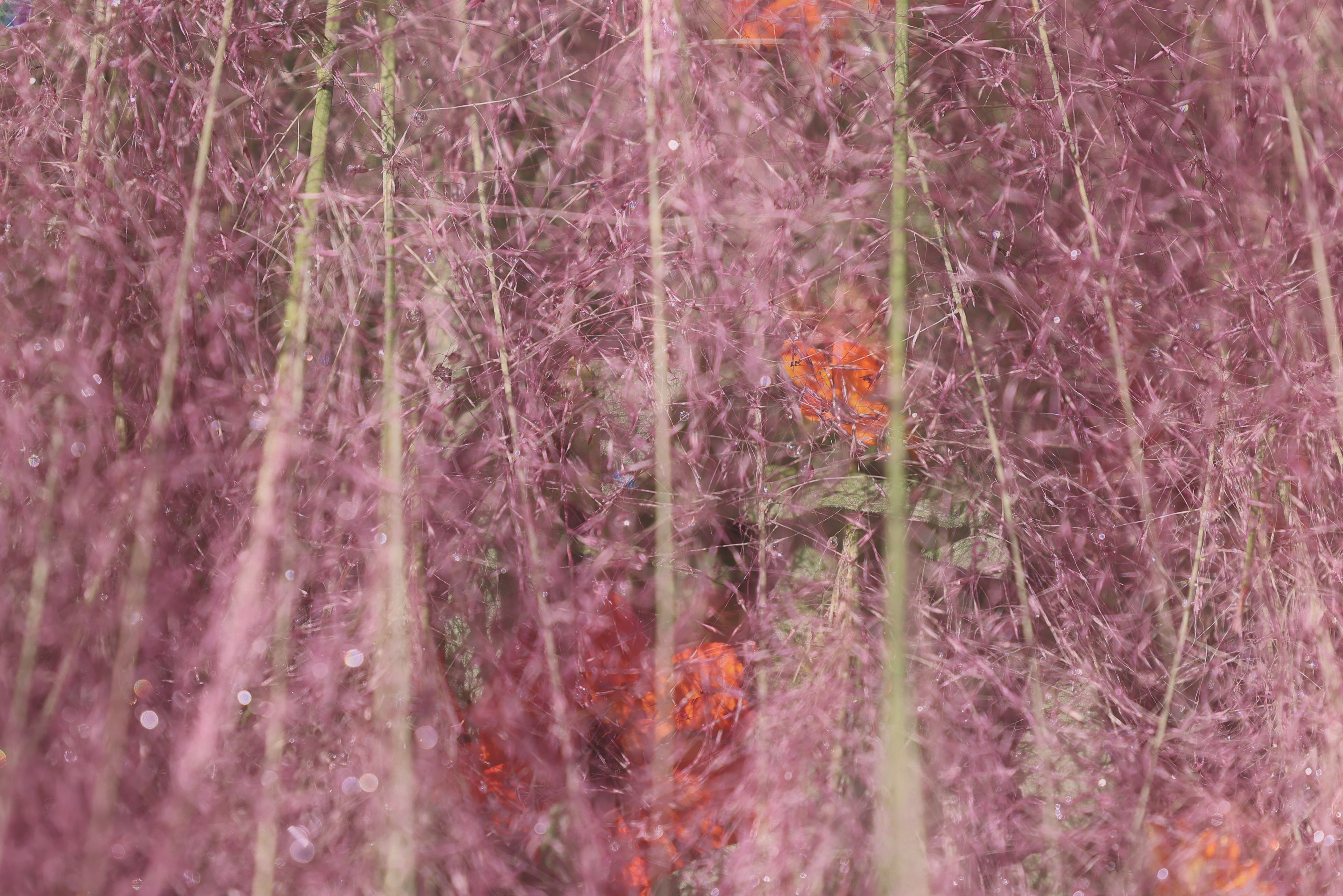 Bild mit dünnen grünen Stängeln und orangefarbenen Blumen vor einem hellrosa Hintergrund