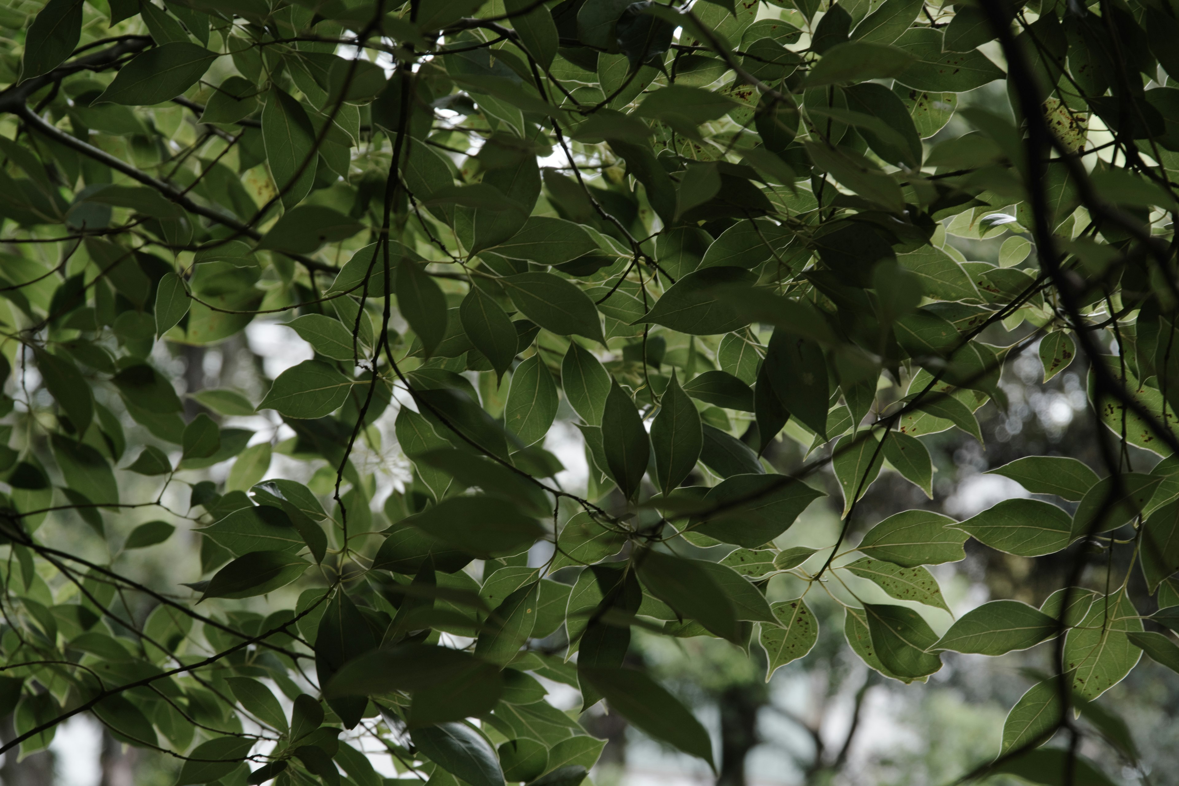 Gros plan sur des feuilles vertes sur des branches d'arbre