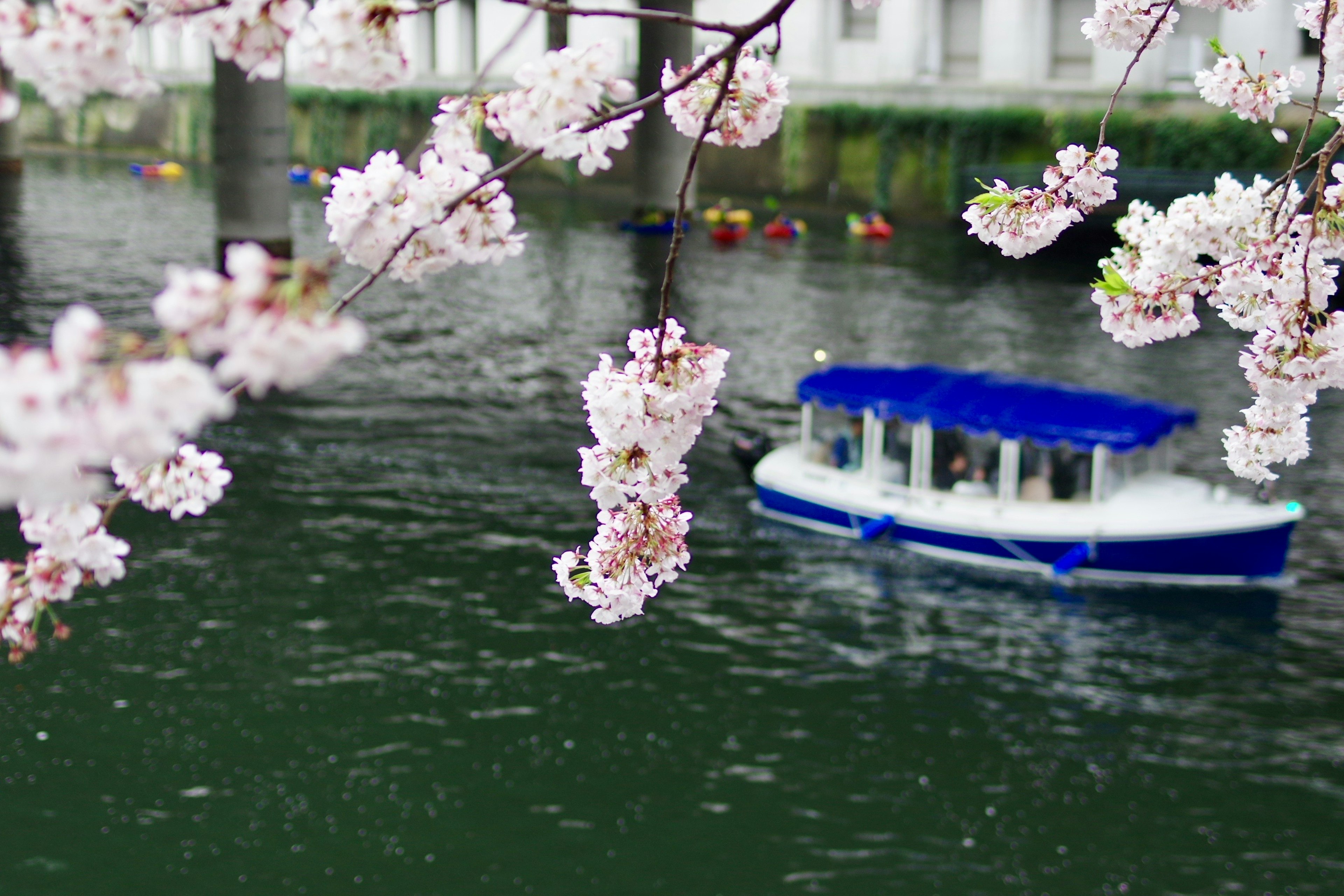 桜の花が咲く川に浮かぶ青いボート