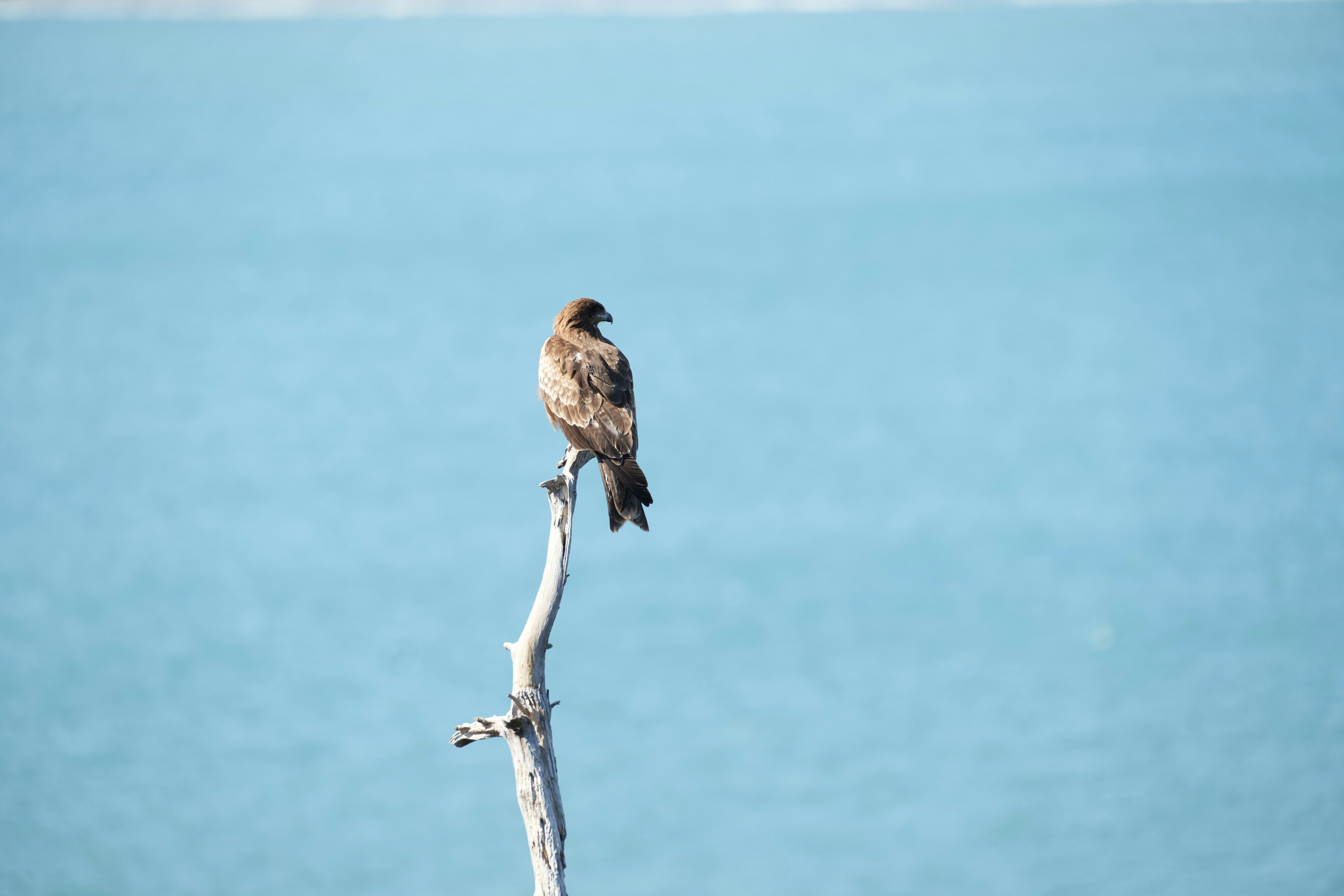 A bird of prey perched on a branch over the blue ocean