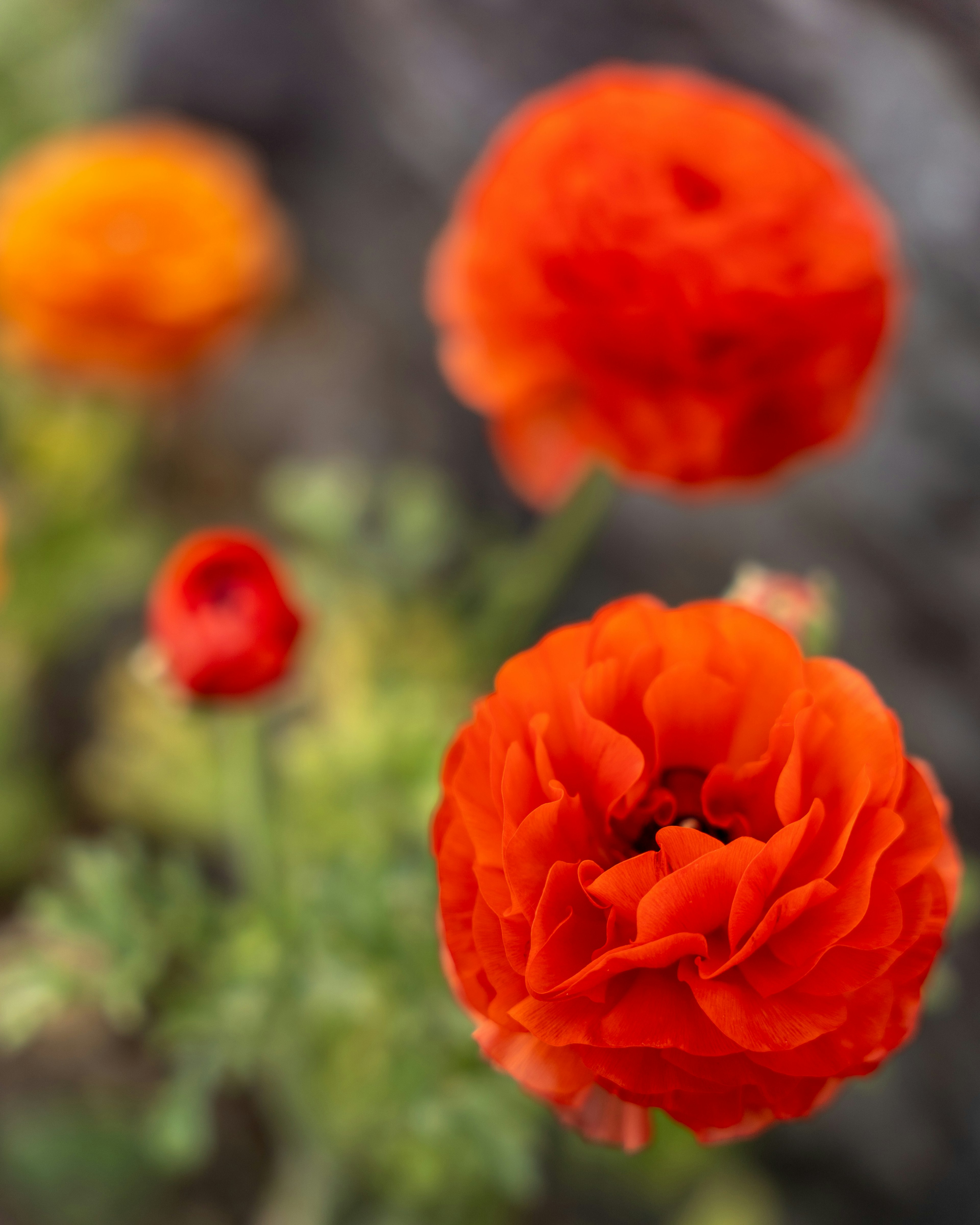 Foto close-up bunga ranunculus oranye cerah yang sedang mekar