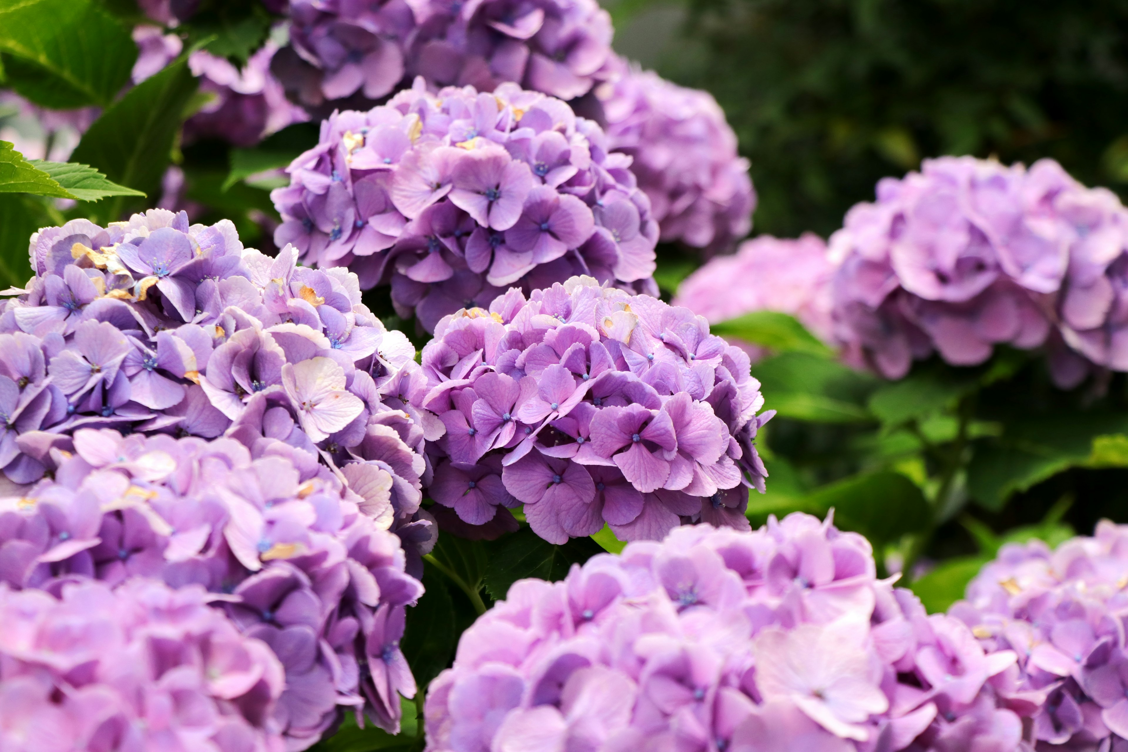 Fiori di ortensia viola in piena fioritura con foglie verdi lussureggianti