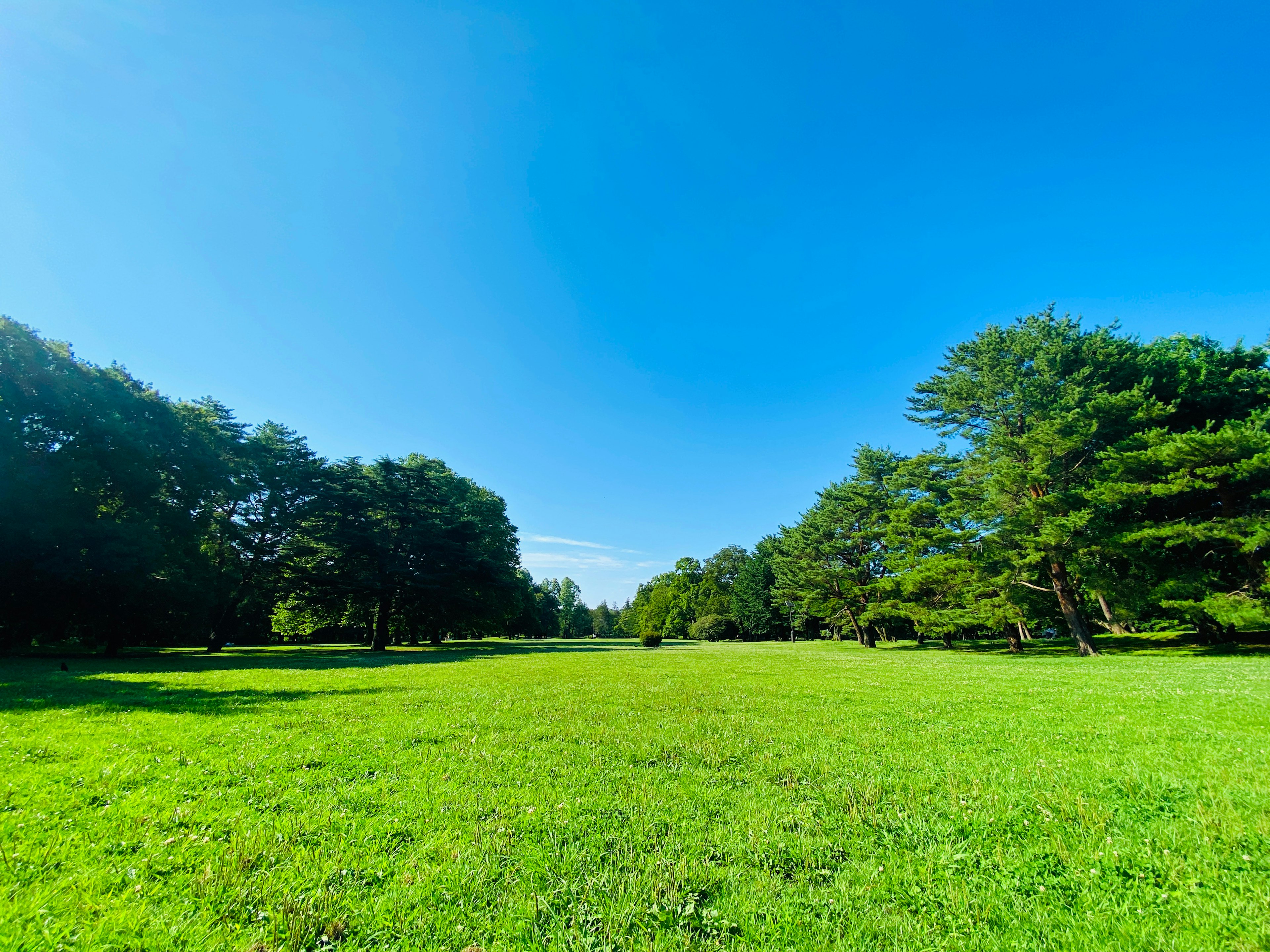 Weite grüne Wiese unter klarem blauen Himmel