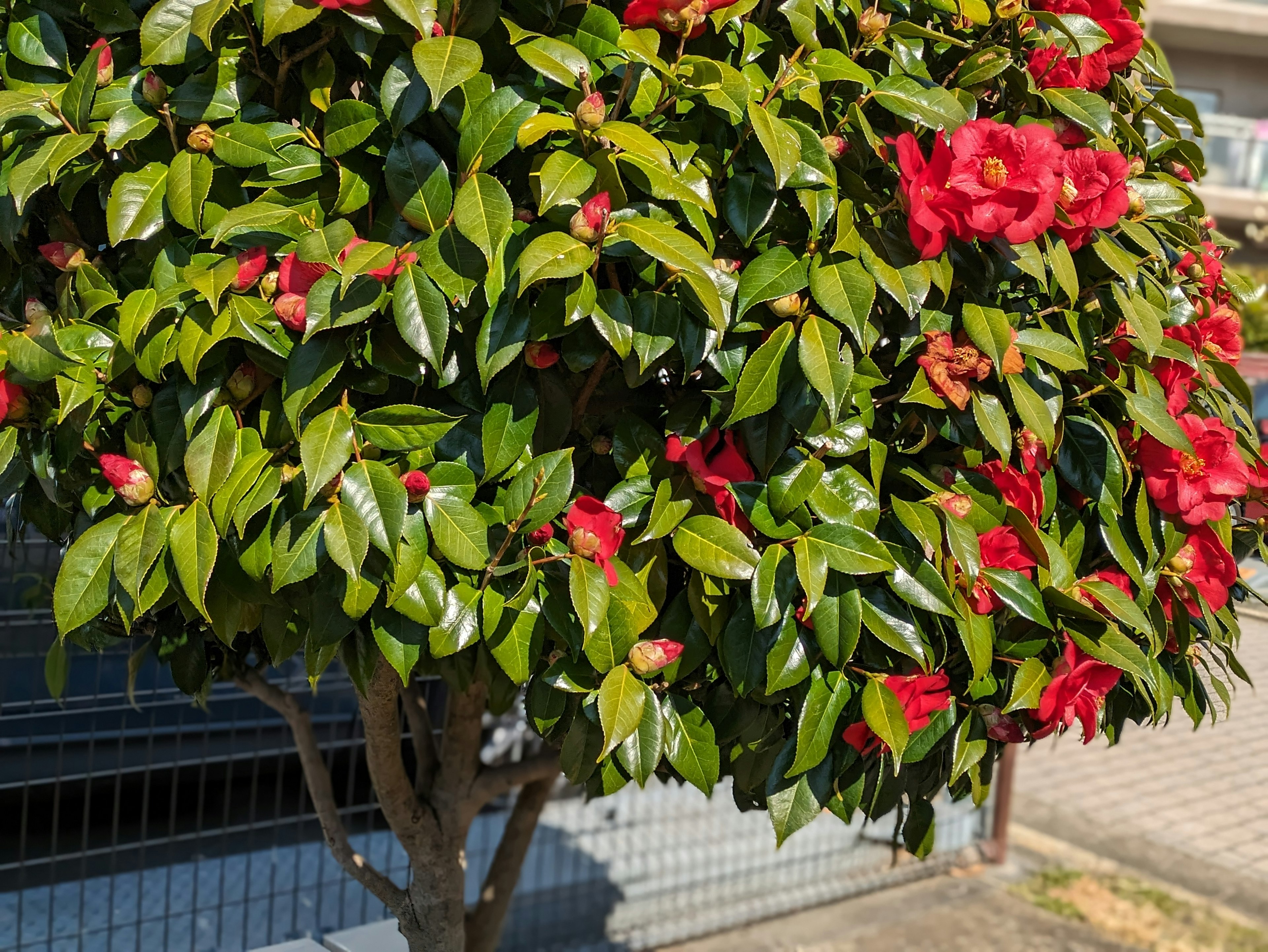 Un cespuglio con fiori rossi vivaci e foglie verdi rigogliose