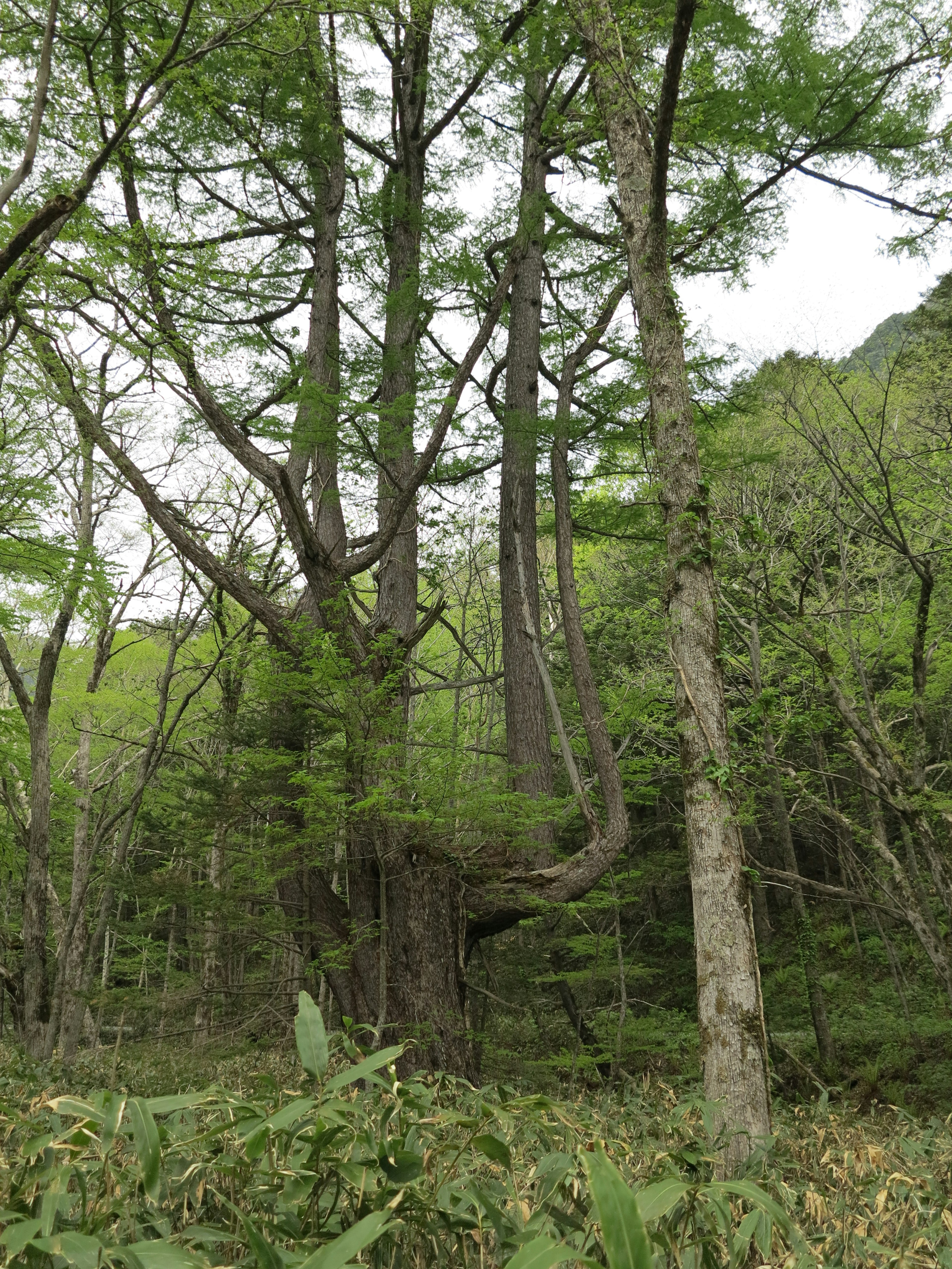 Foresta densa con alberi intrecciati in modo intricato