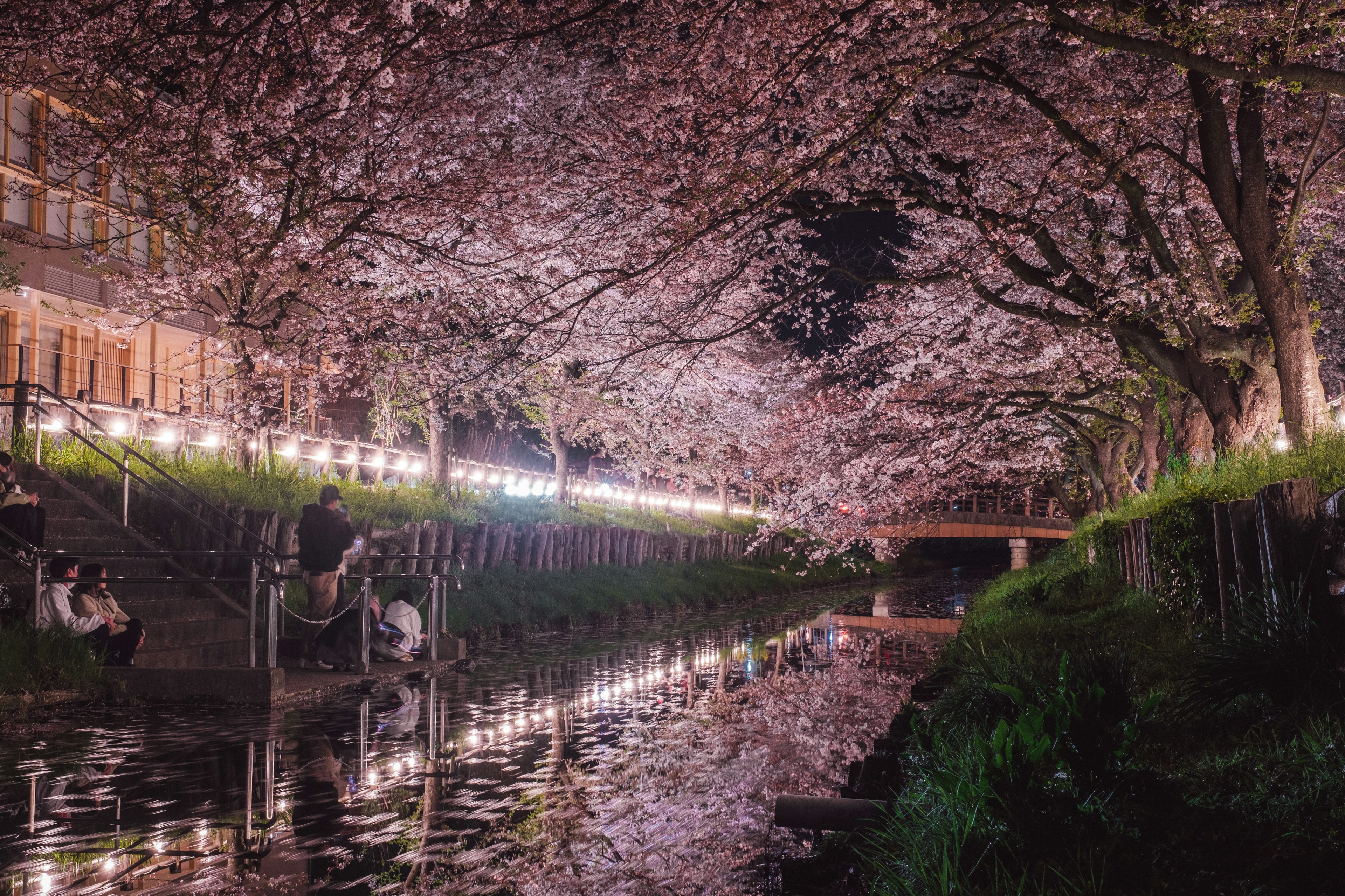 Una escena de río iluminada por luces bajo los cerezos en flor por la noche