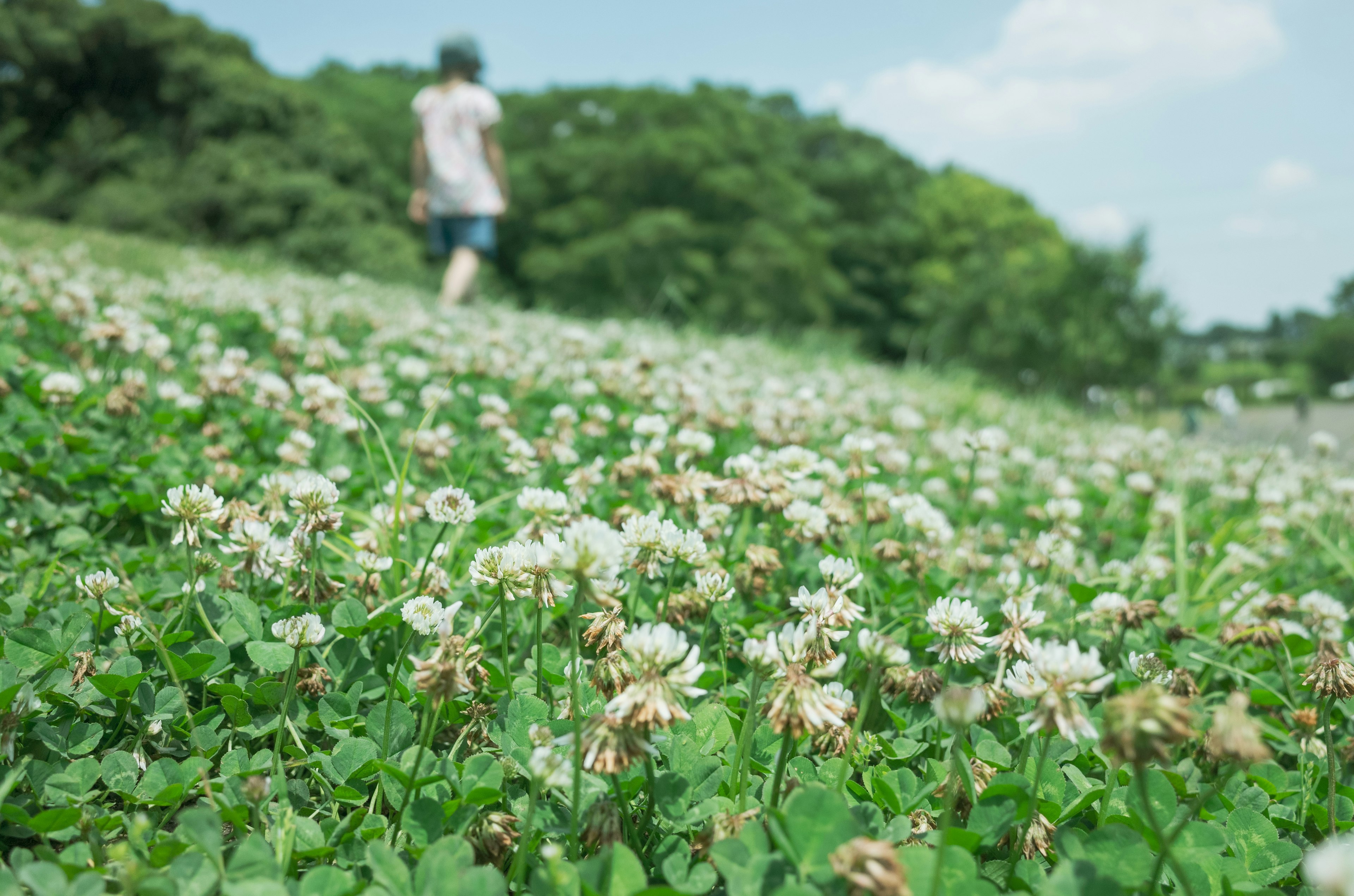 Un pré vert avec des fleurs blanches en fleurs et une personne marchant