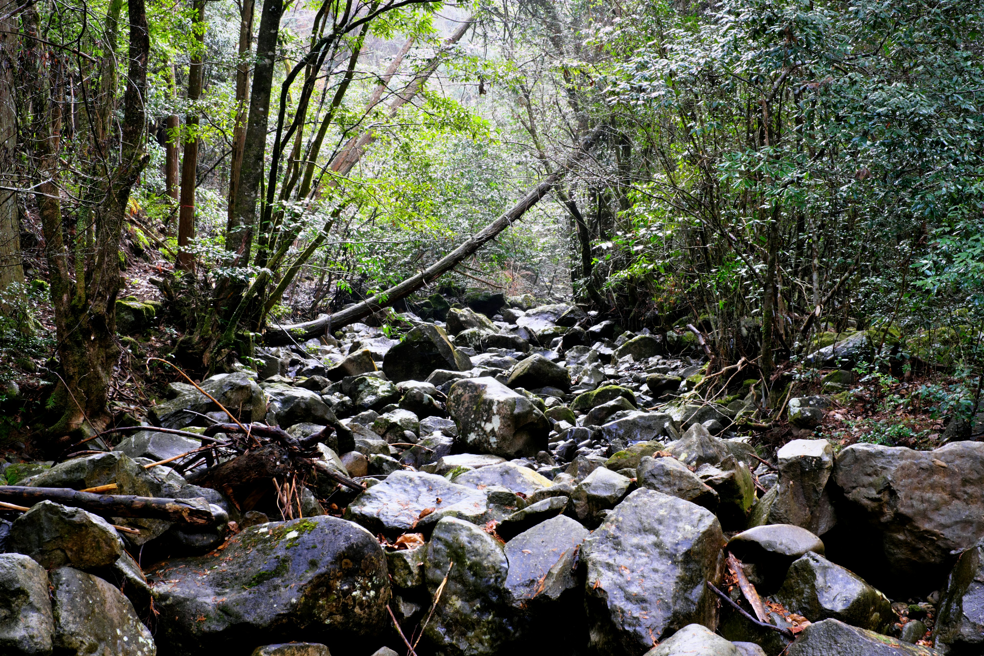 Vista escénica de un arroyo rocoso rodeado de árboles verdes exuberantes