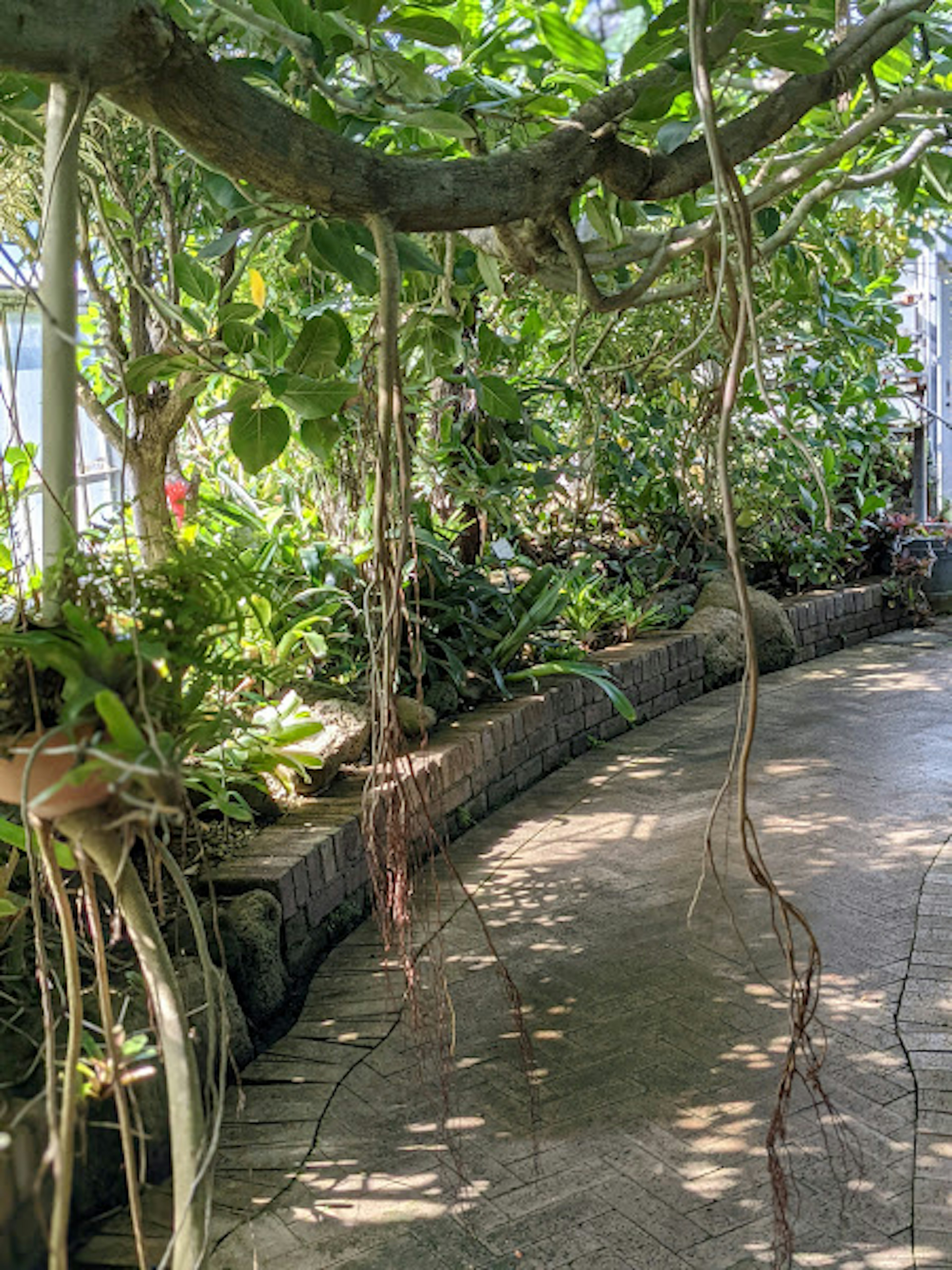 Interior of a lush greenhouse with hanging roots and a pathway