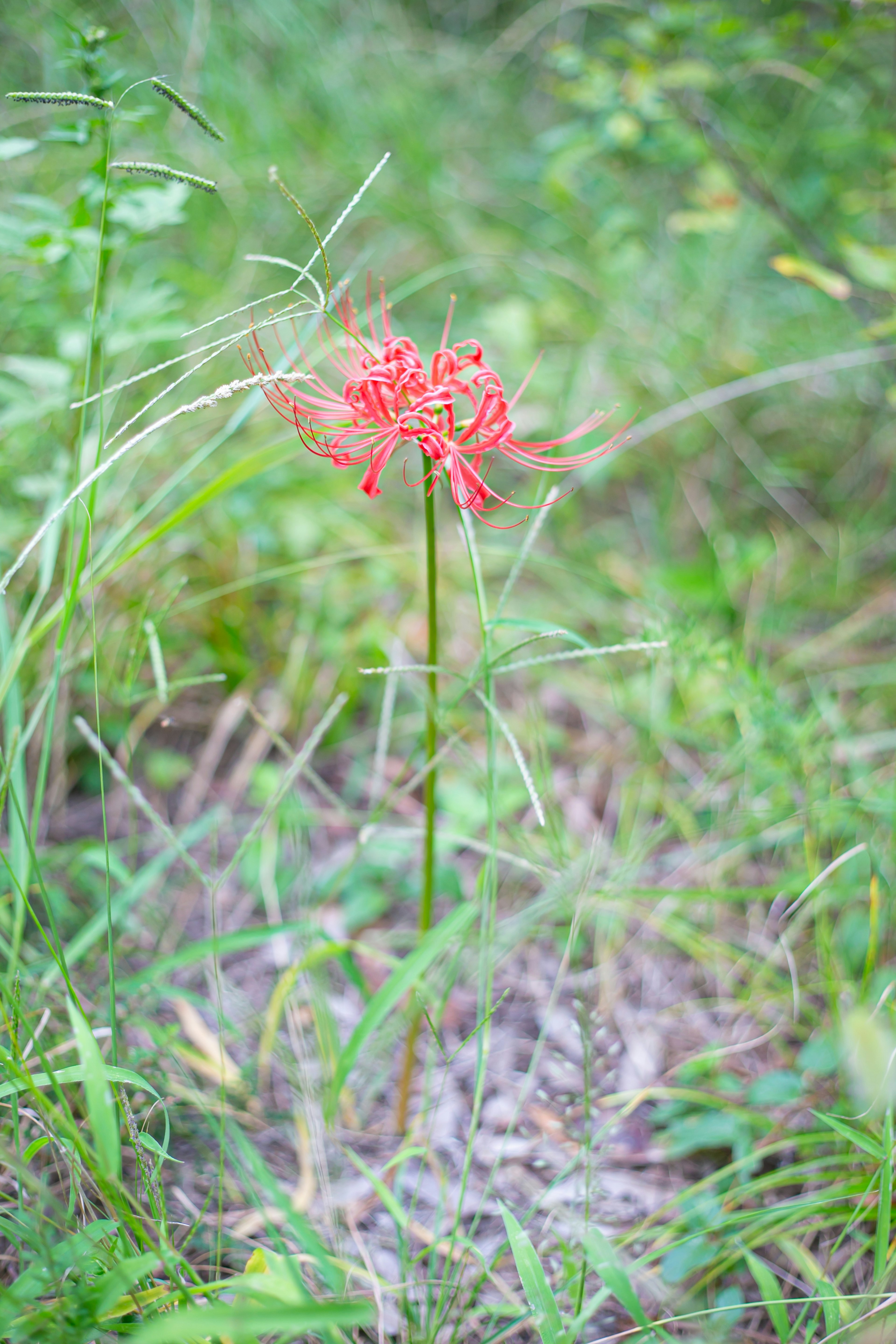 緑の草の中に立つ赤い彼岸花の花