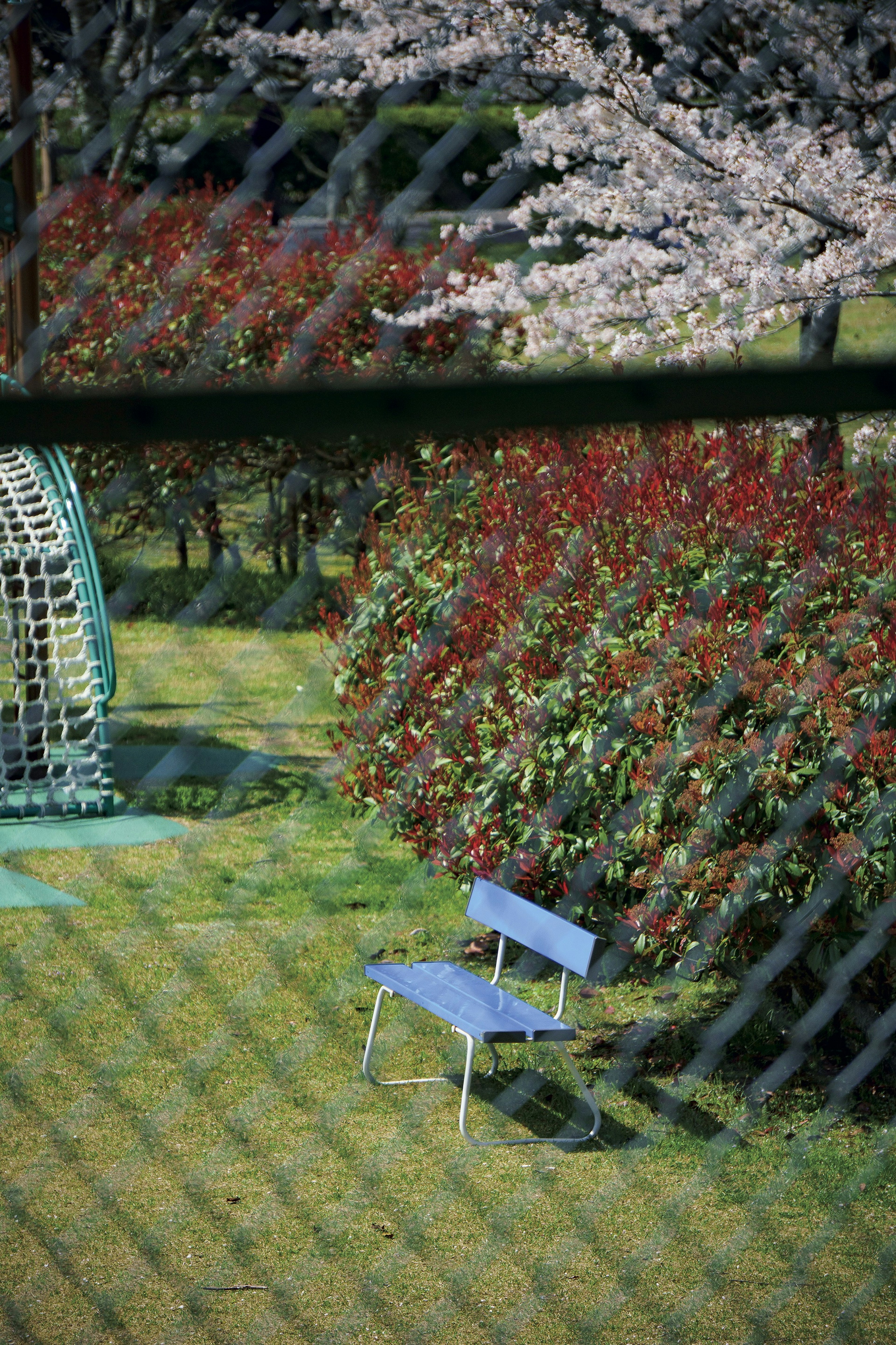 A blue chair beside colorful bushes in a park