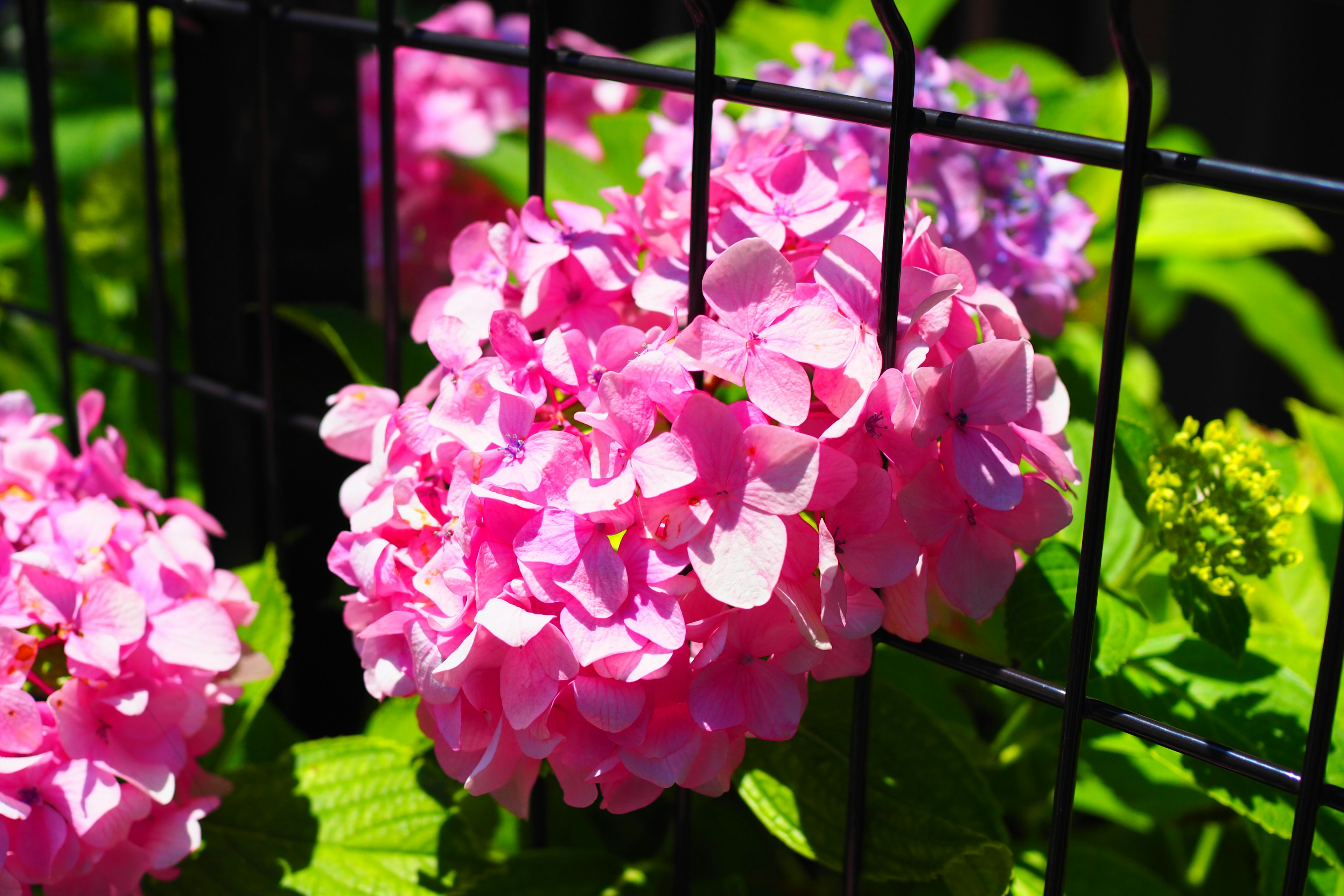 Vibrant pink hydrangea flowers blooming near a black fence