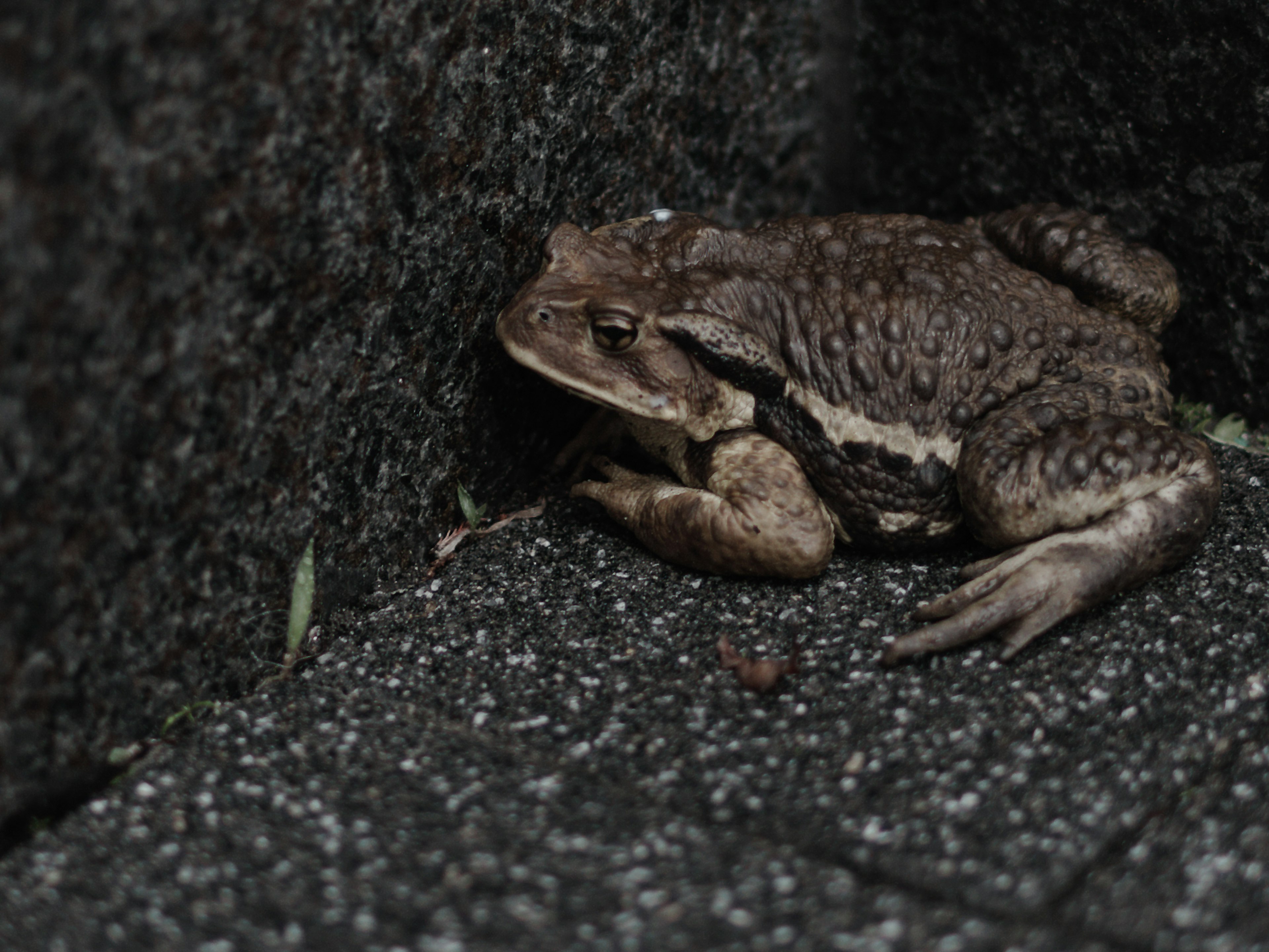 Nahaufnahme eines Frosches auf einem nassen Stein