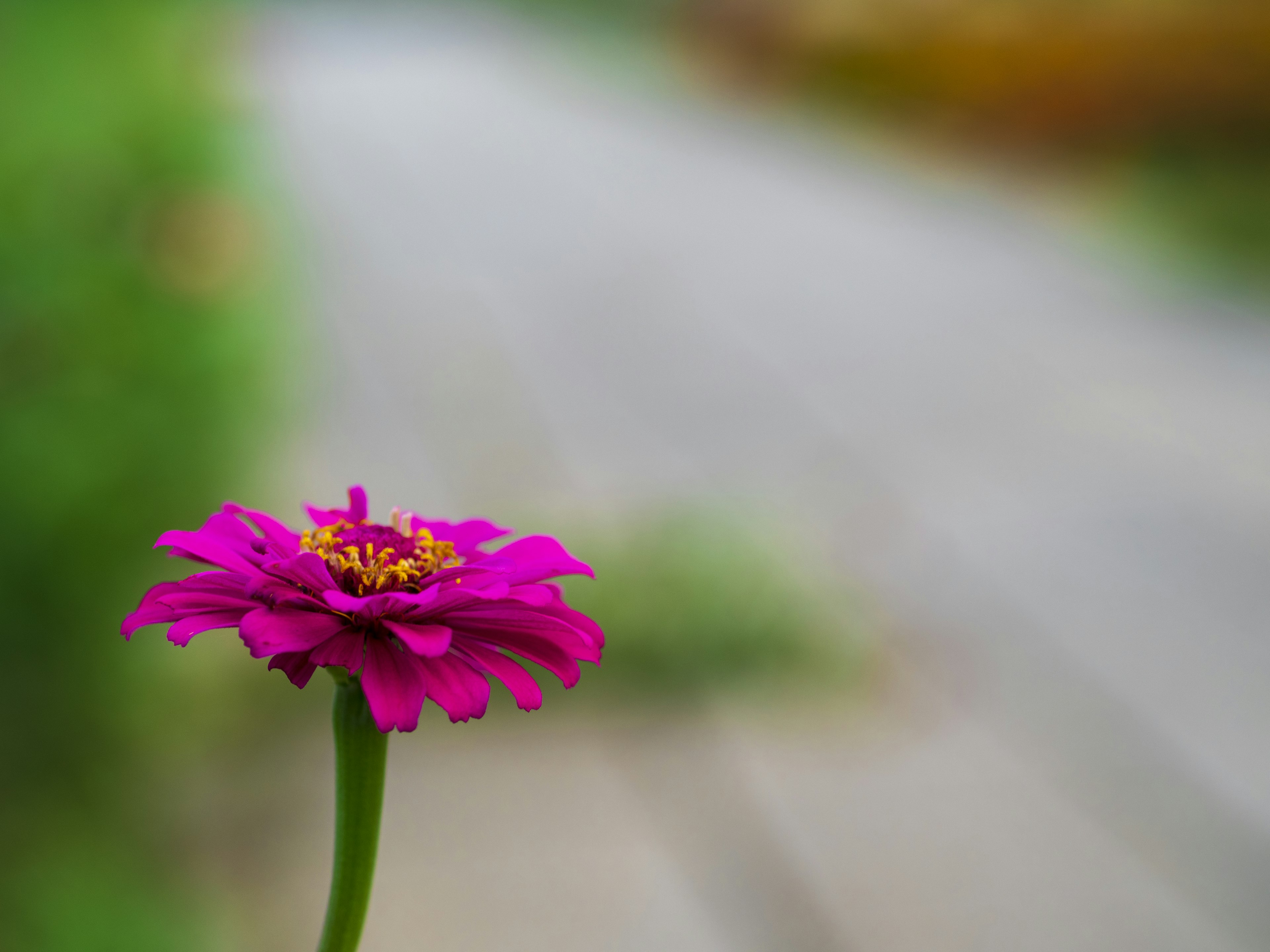 Fleur rose vibrante fleurissant près d'un chemin