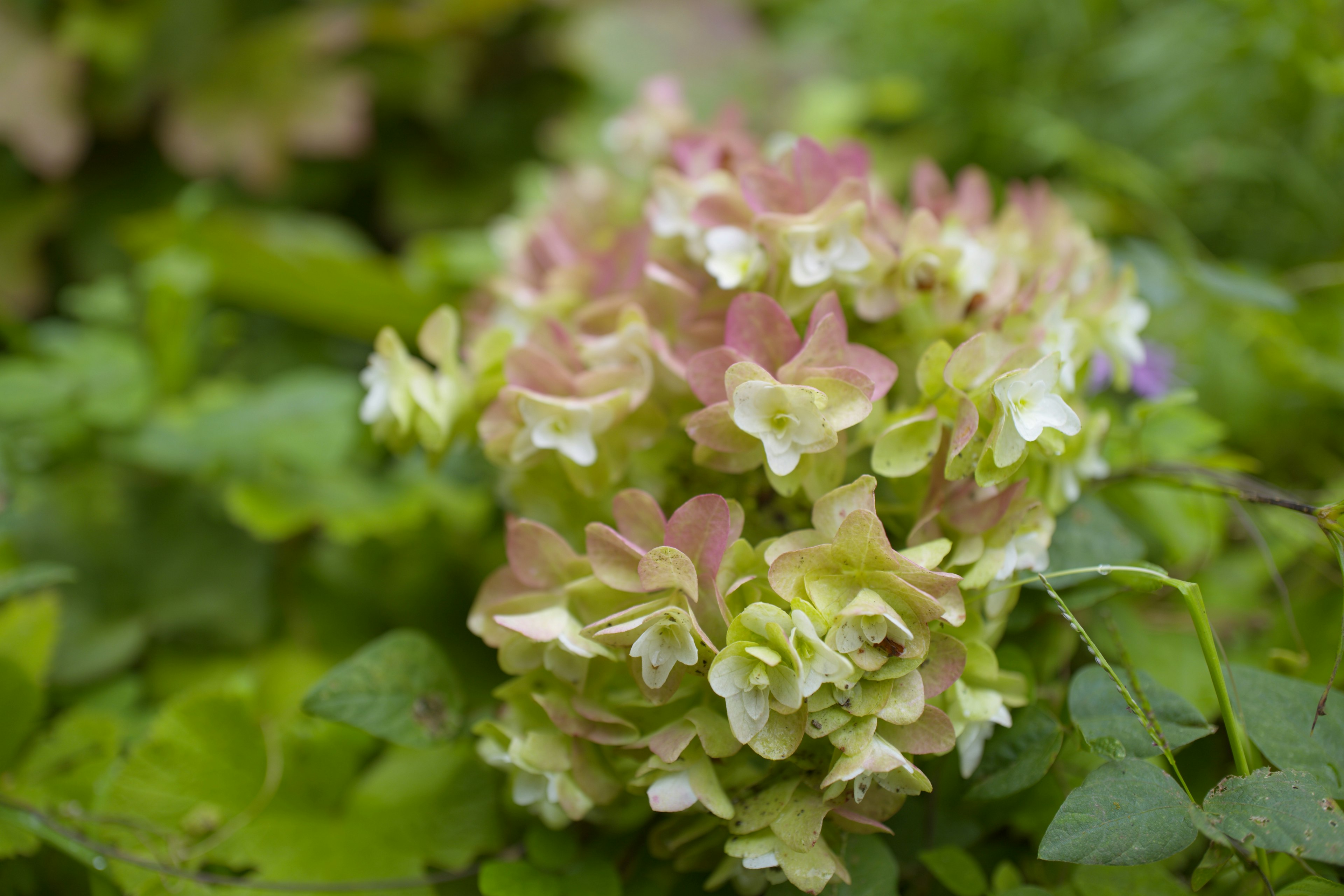 Pale pink and cream hydrangea flower surrounded by green leaves