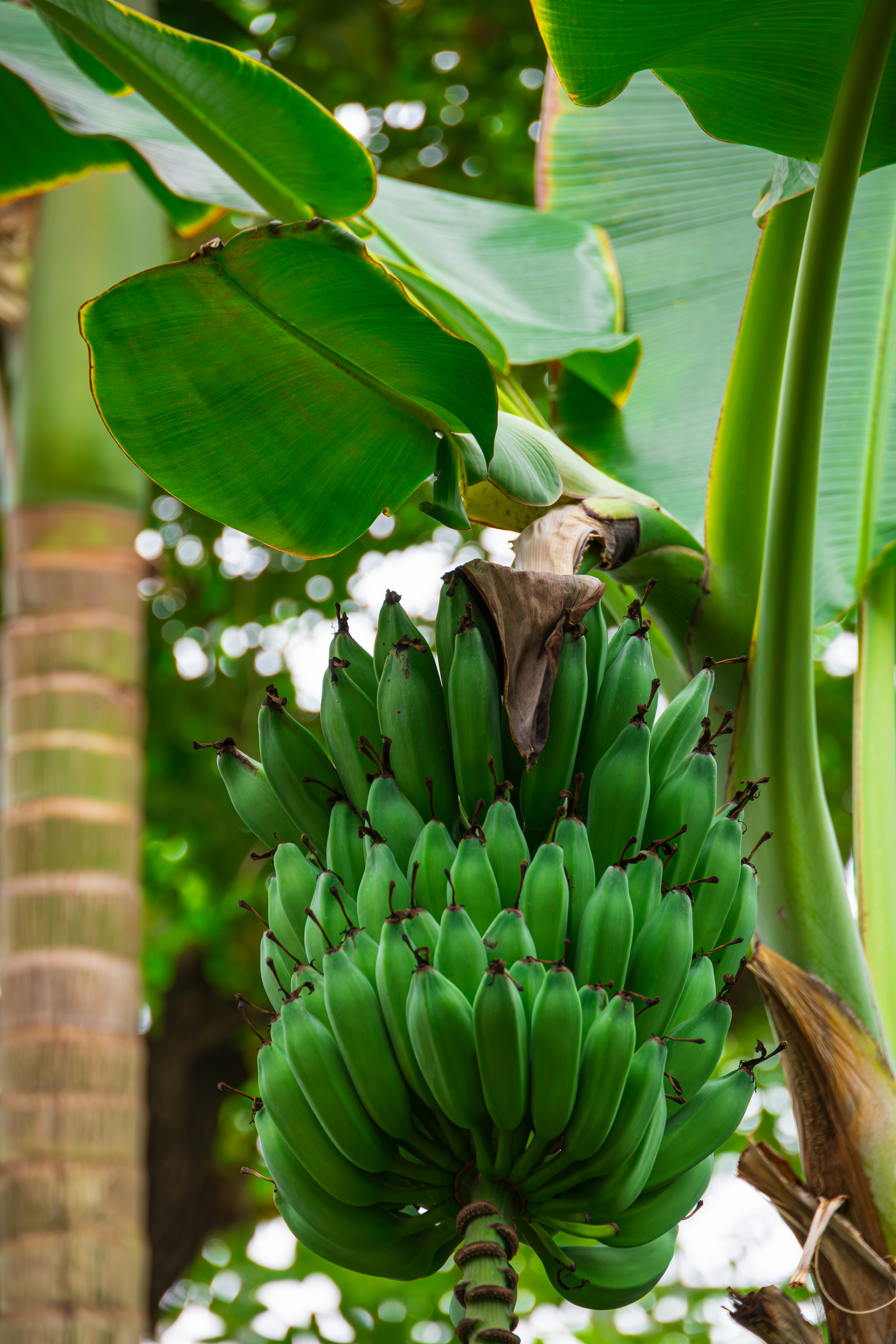 Kedekatan kelompok pisang hijau dan daun besar dari tanaman pisang