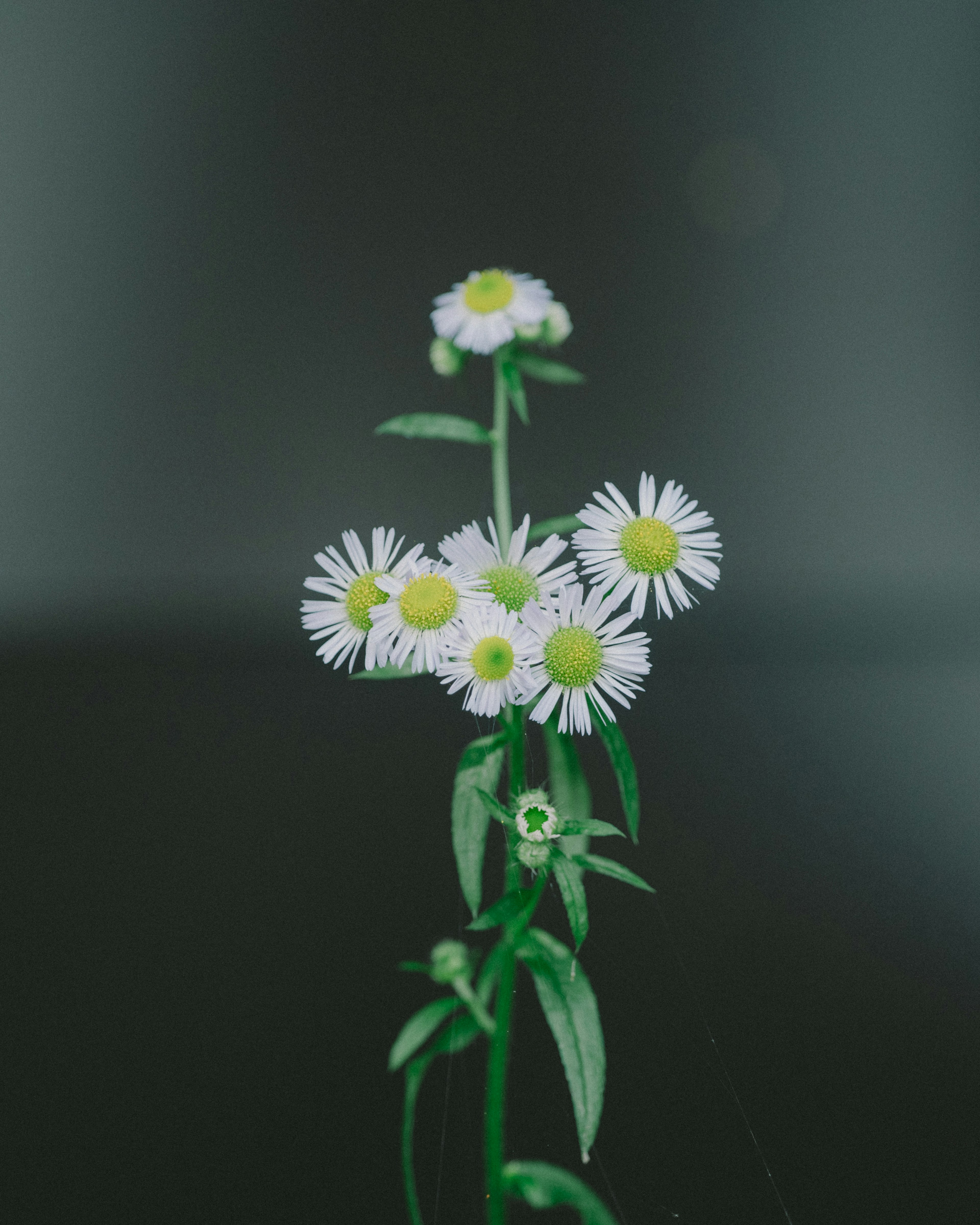 Primo piano di una pianta con fiori bianchi e foglie verdi