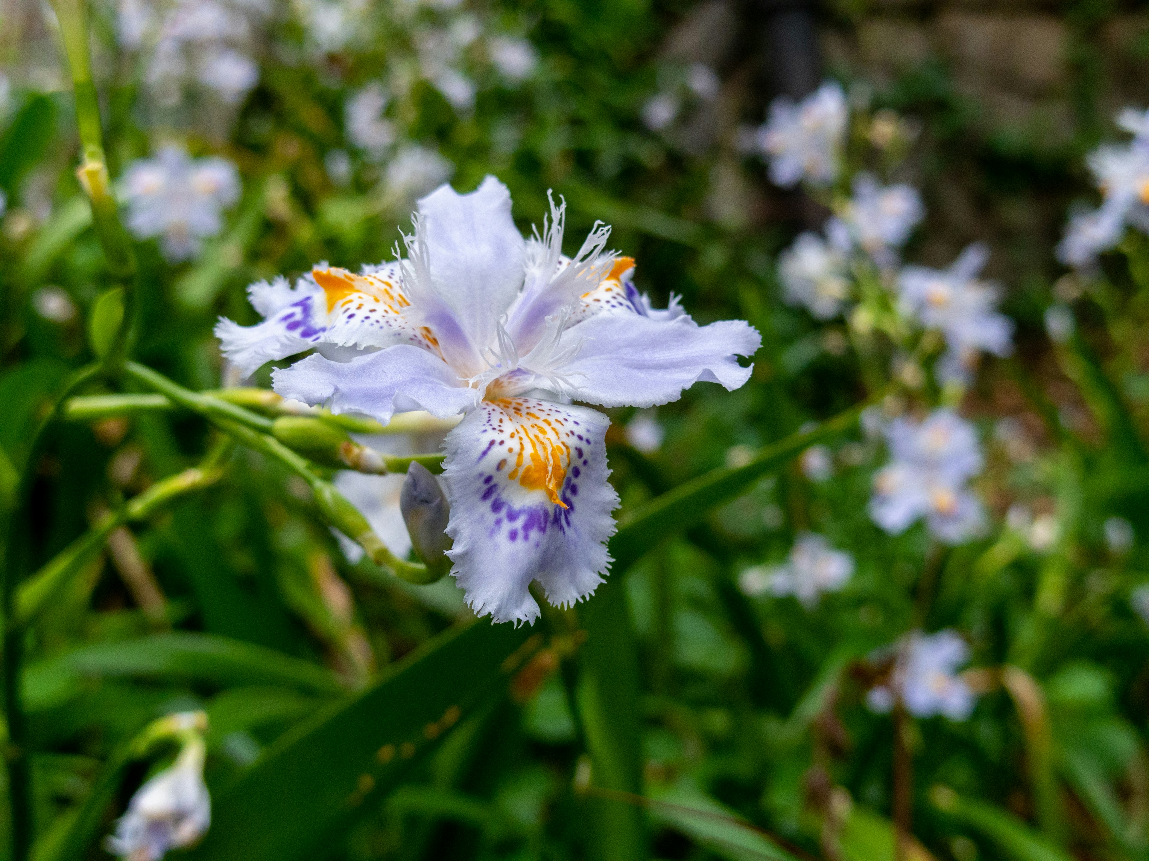 Close-up of a delicate white flower with purple and orange details surrounded by green foliage