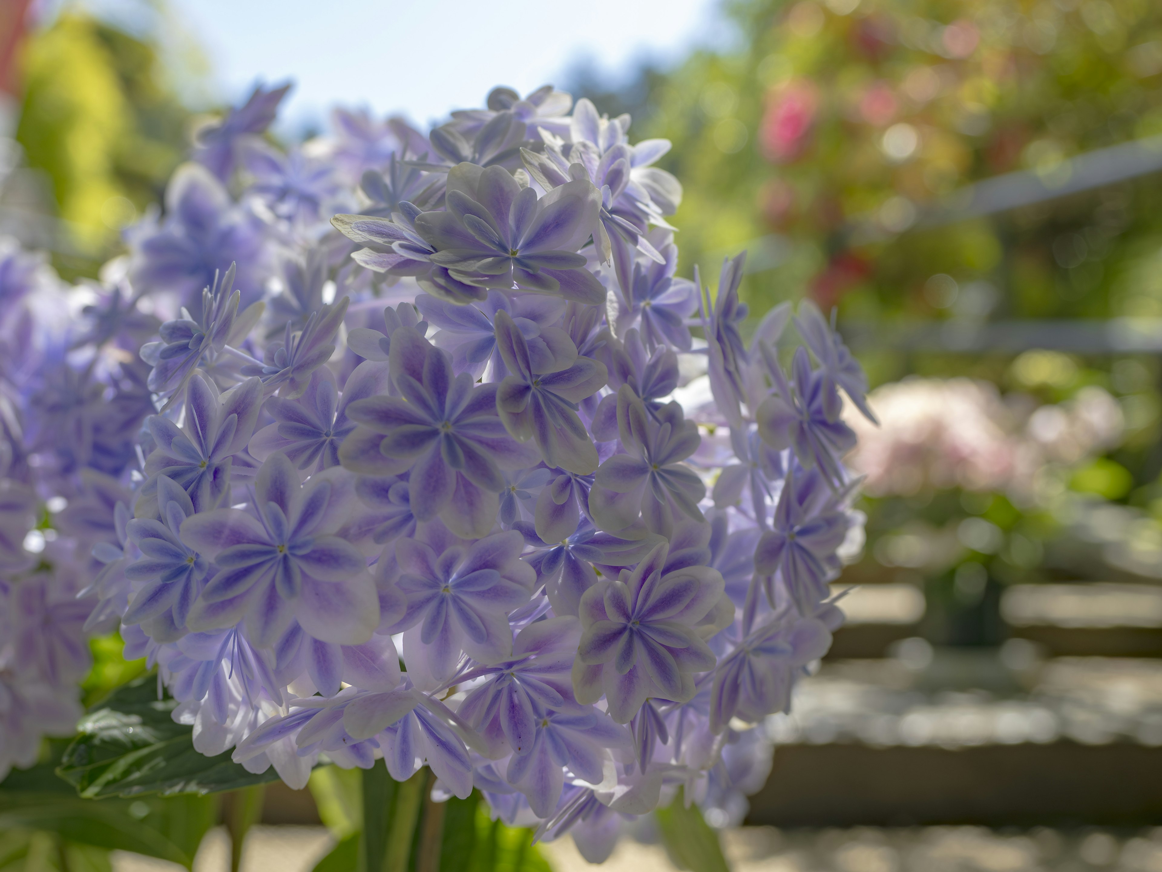 紫色の花が咲いている近接写真 背景には緑の植物とぼんやりした色の花が見える