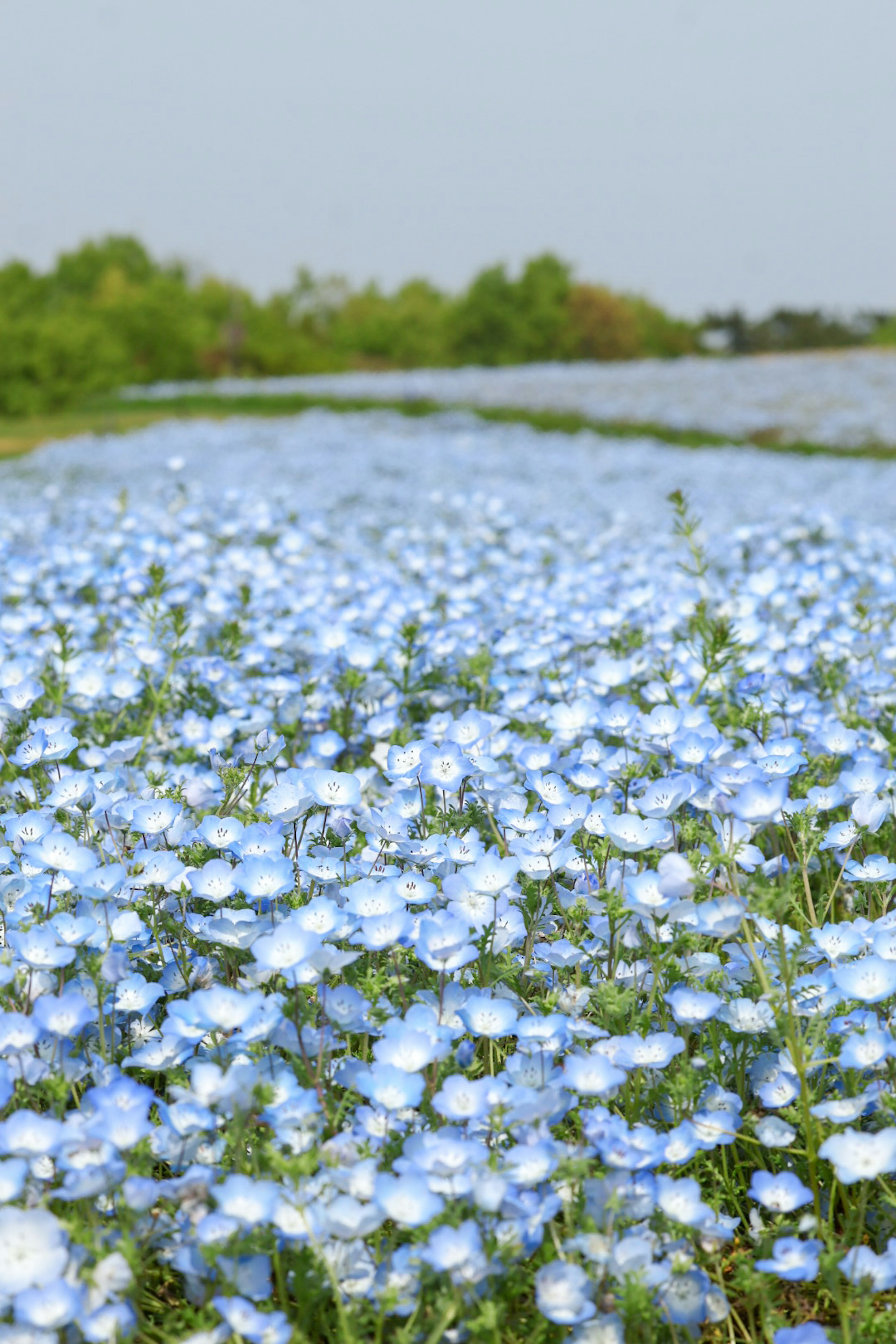 Hermoso paisaje de flores azules en plena floración