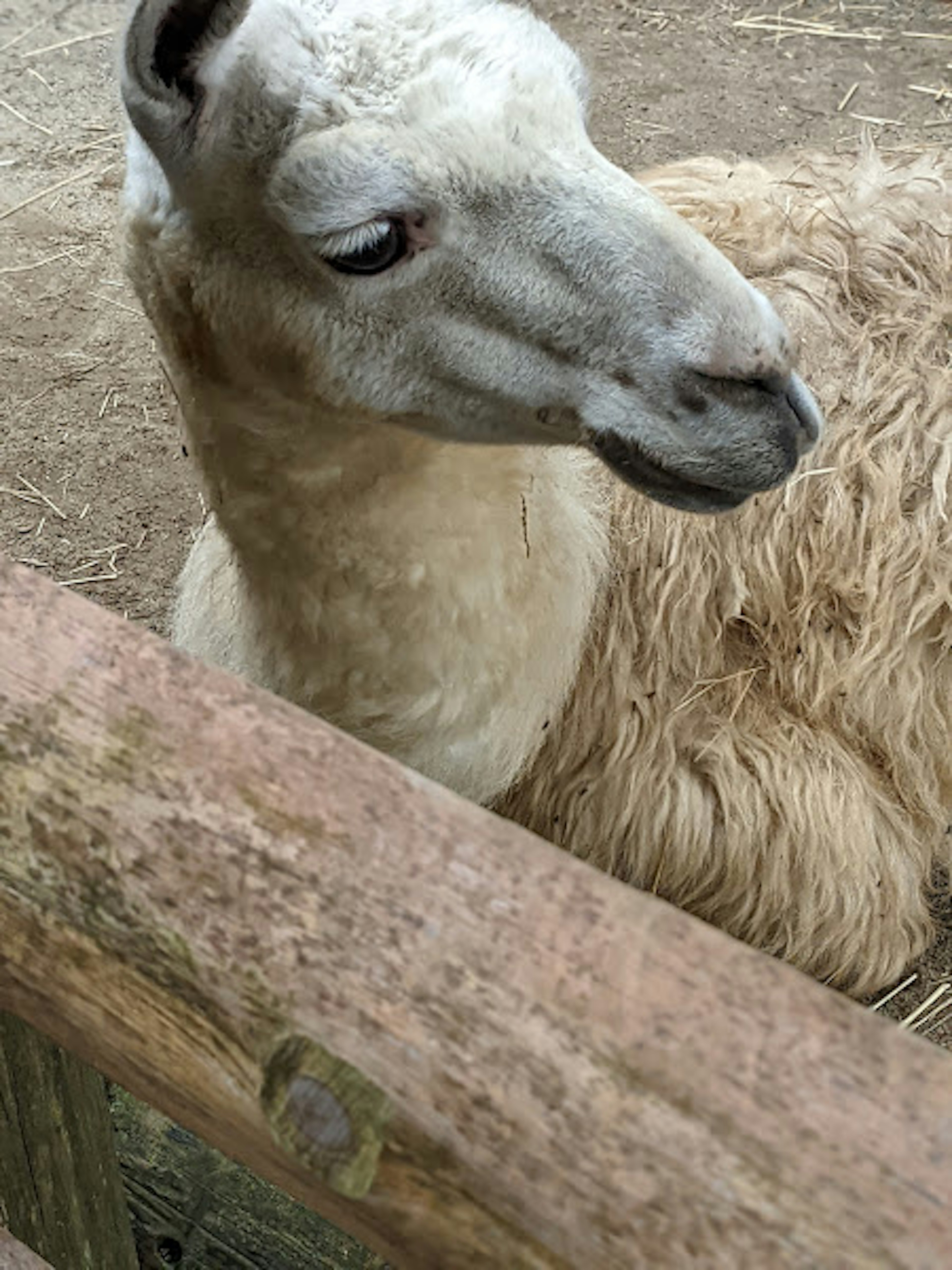 A white llama resting near a wooden fence